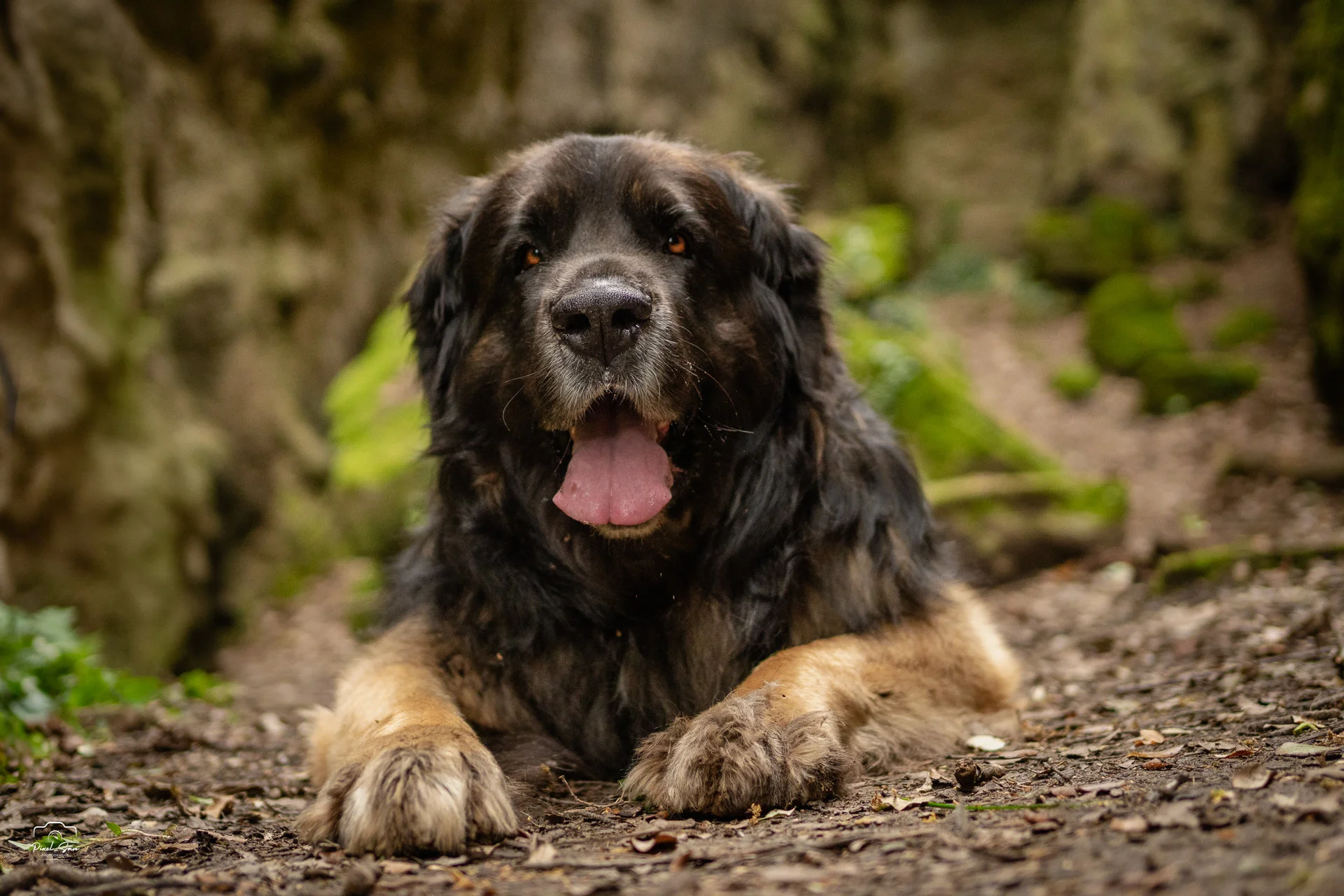 portrait-chien-nature-foret-drome-pixelsan