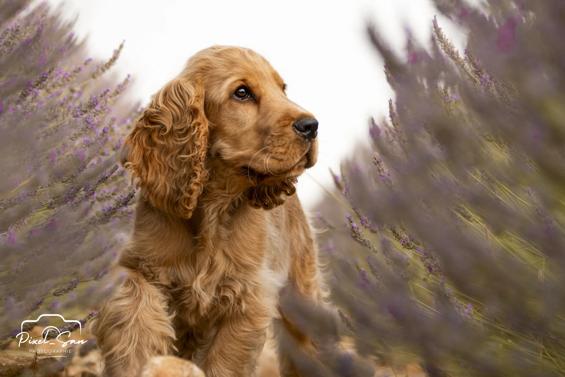 Séance photo canine dans les lavandes – Drôme Pixelsan