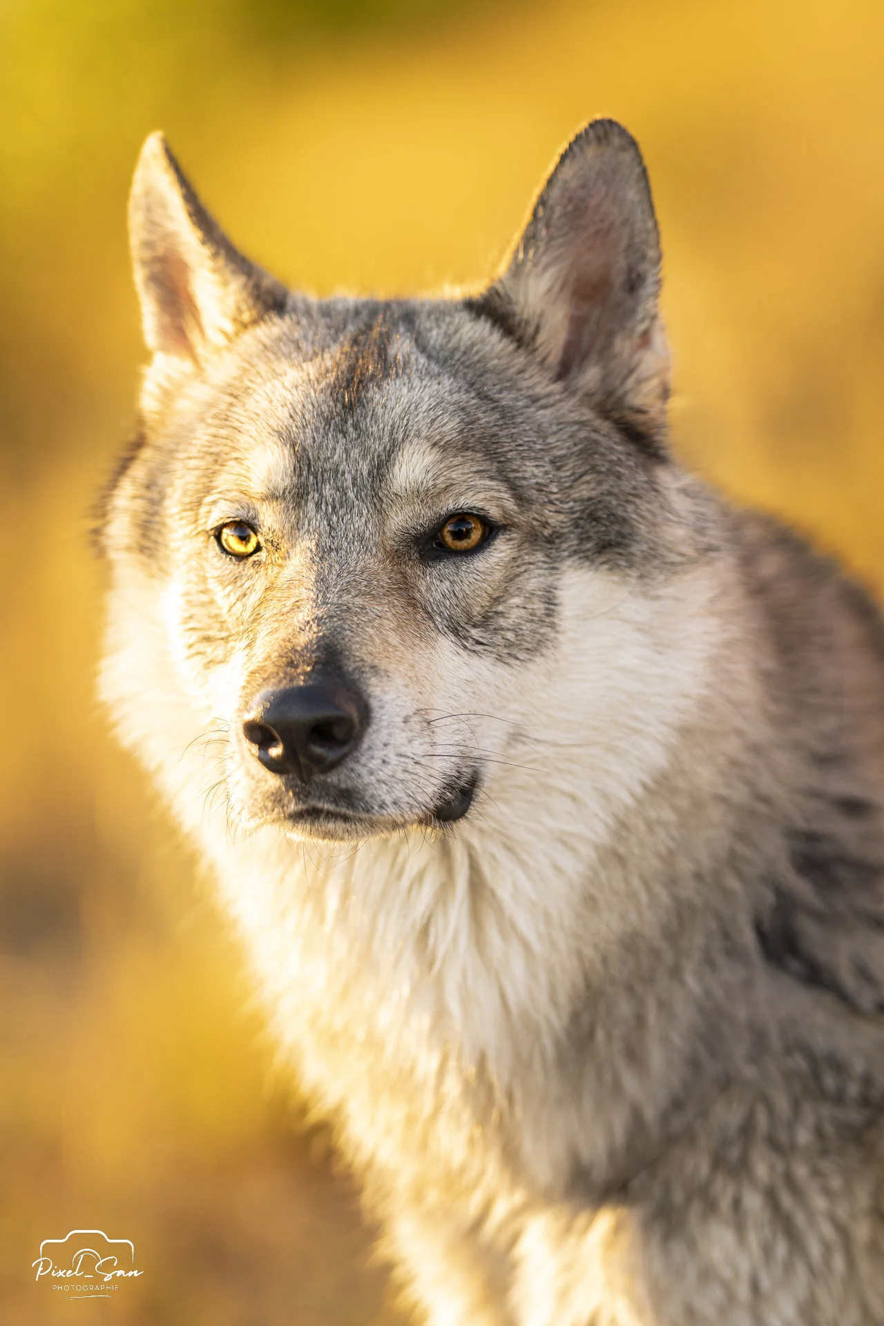 Portrait tendre de chien loup - Drôme