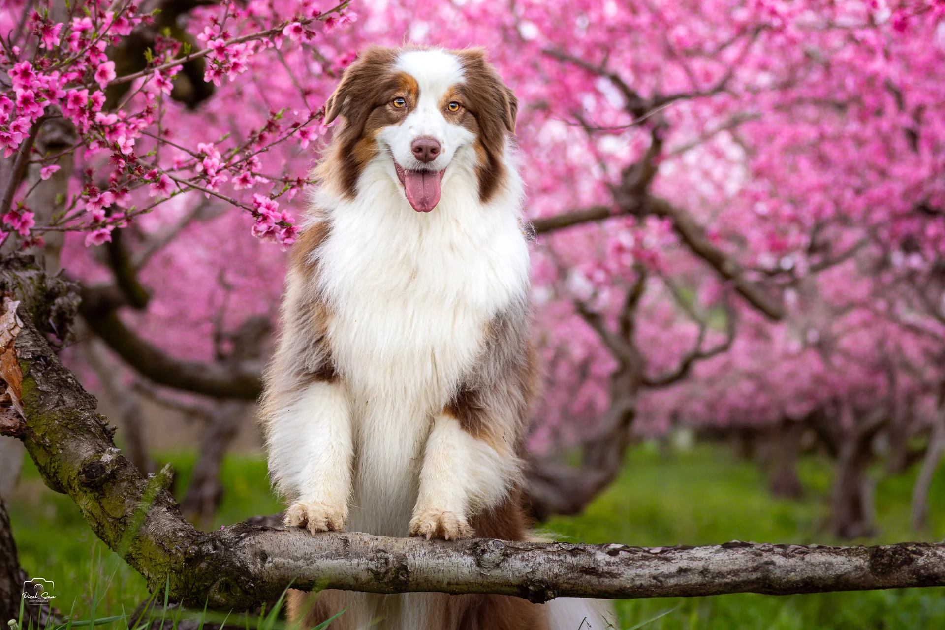 shooting-canin-exterieur-drome-pixelsan