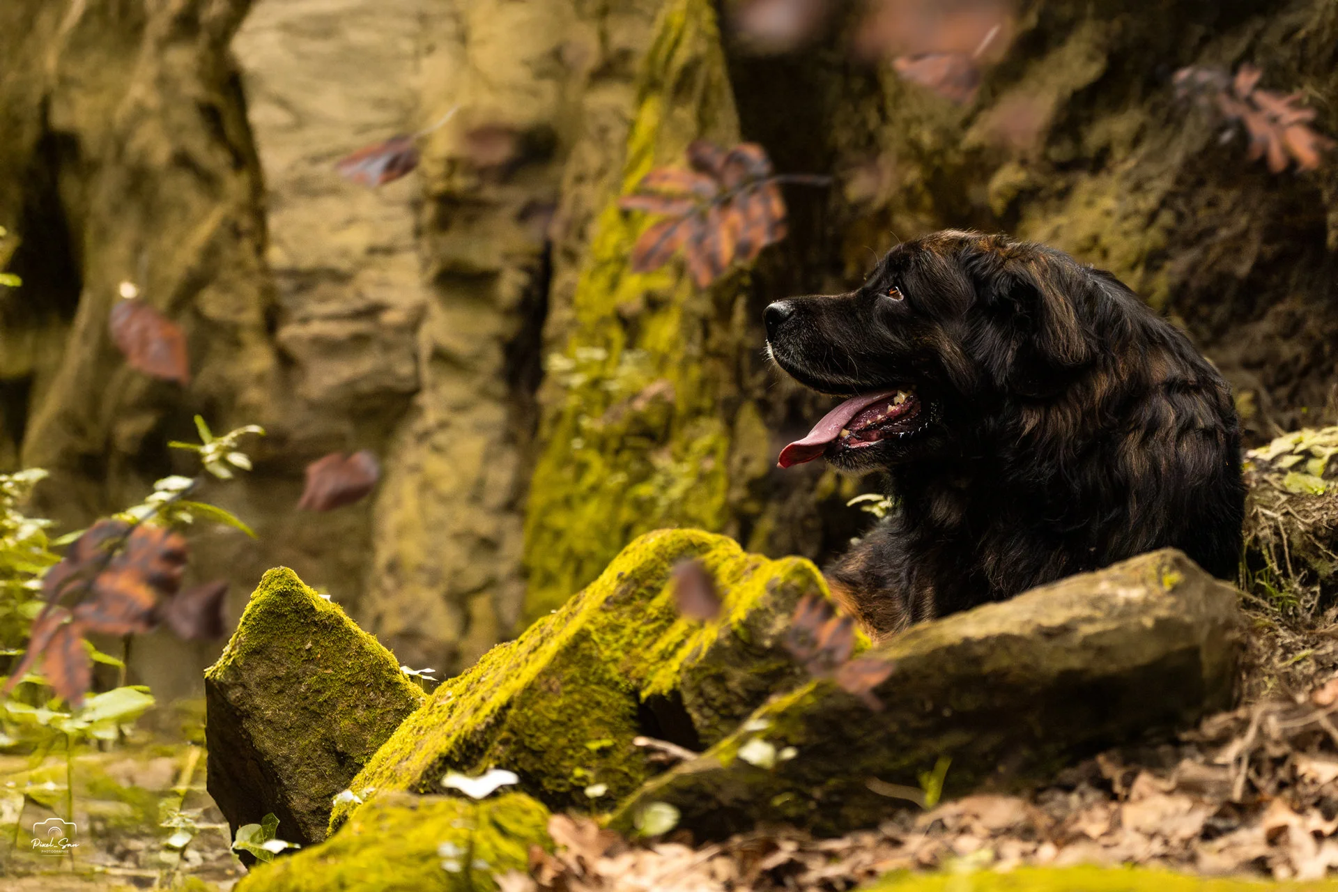 Séance photo chien sur un chemin forestier – Drôme