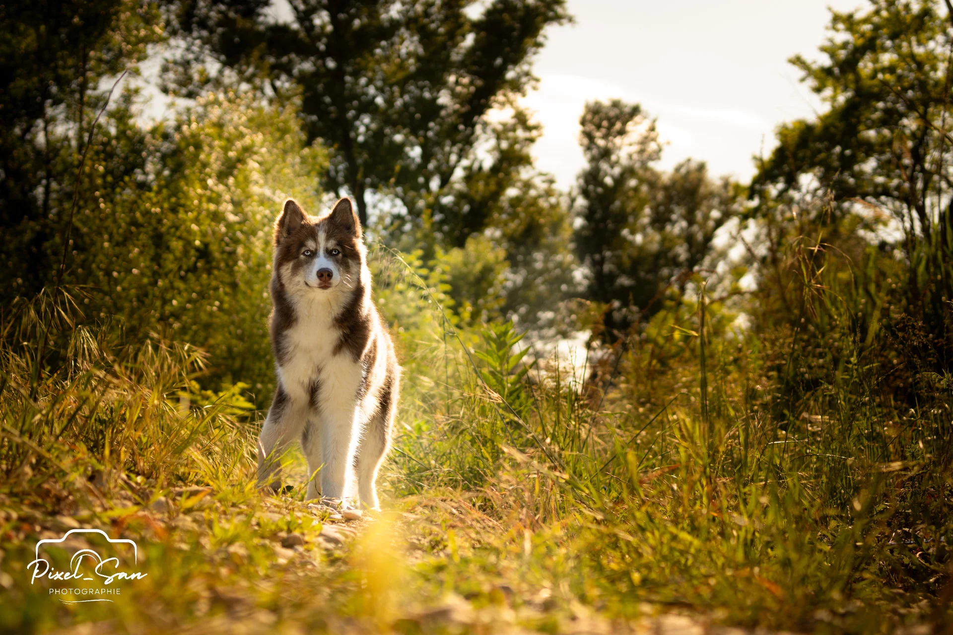 Séance photo canine – PixelSan