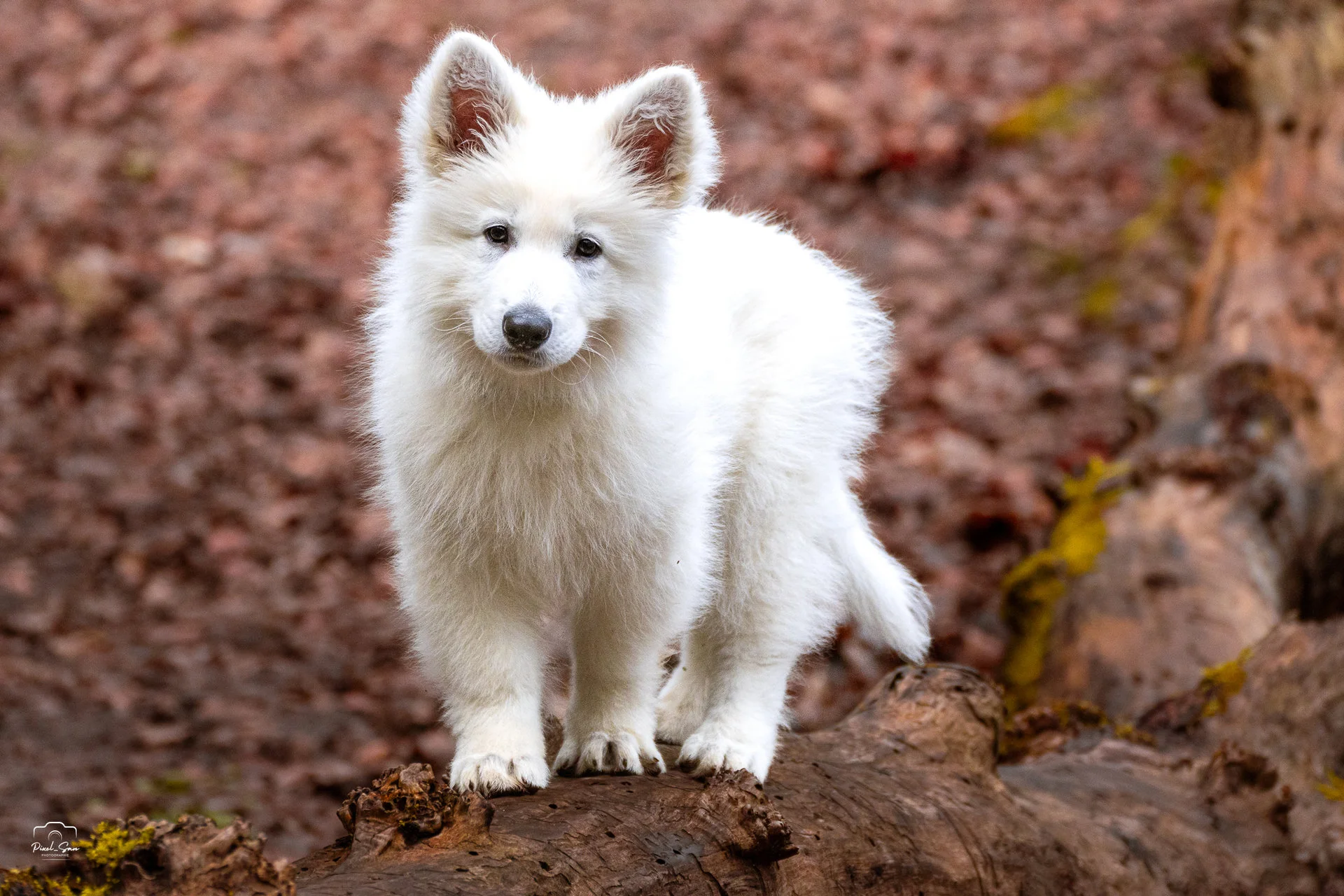 shooting-photo-chien-foret-pixelsan