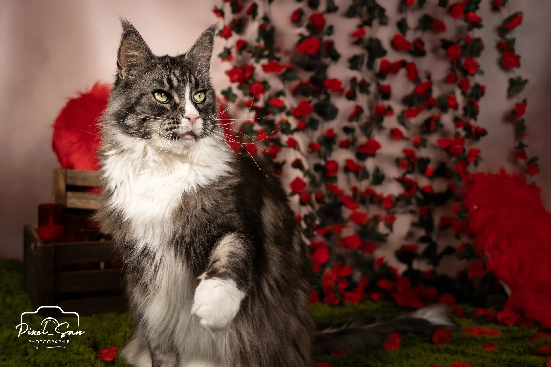 Chat de race Maine Coon en studio photo par PixelSan photographe animalier