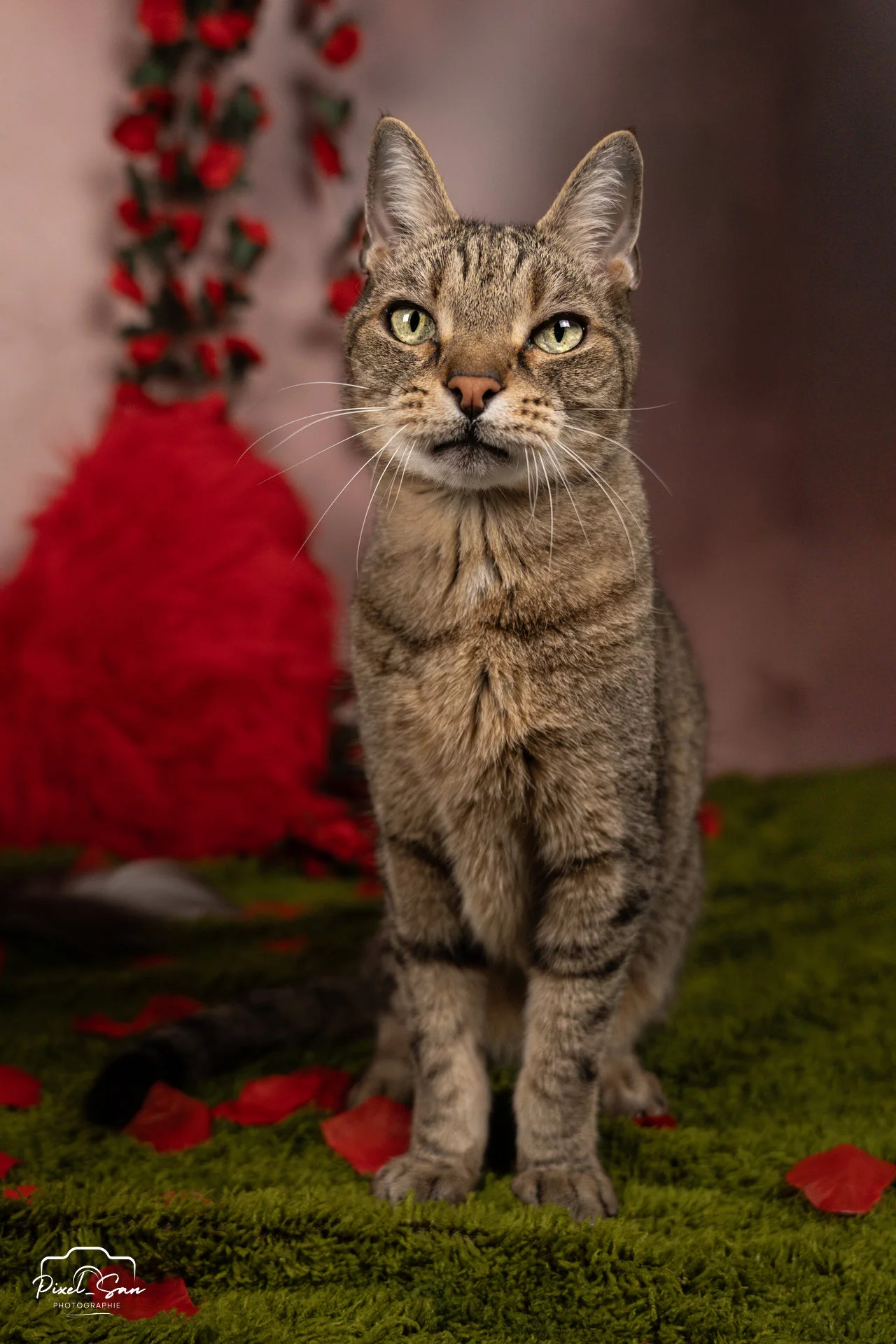 Portrait de chat gris européen posant en studio pour PixelSan photographe félin