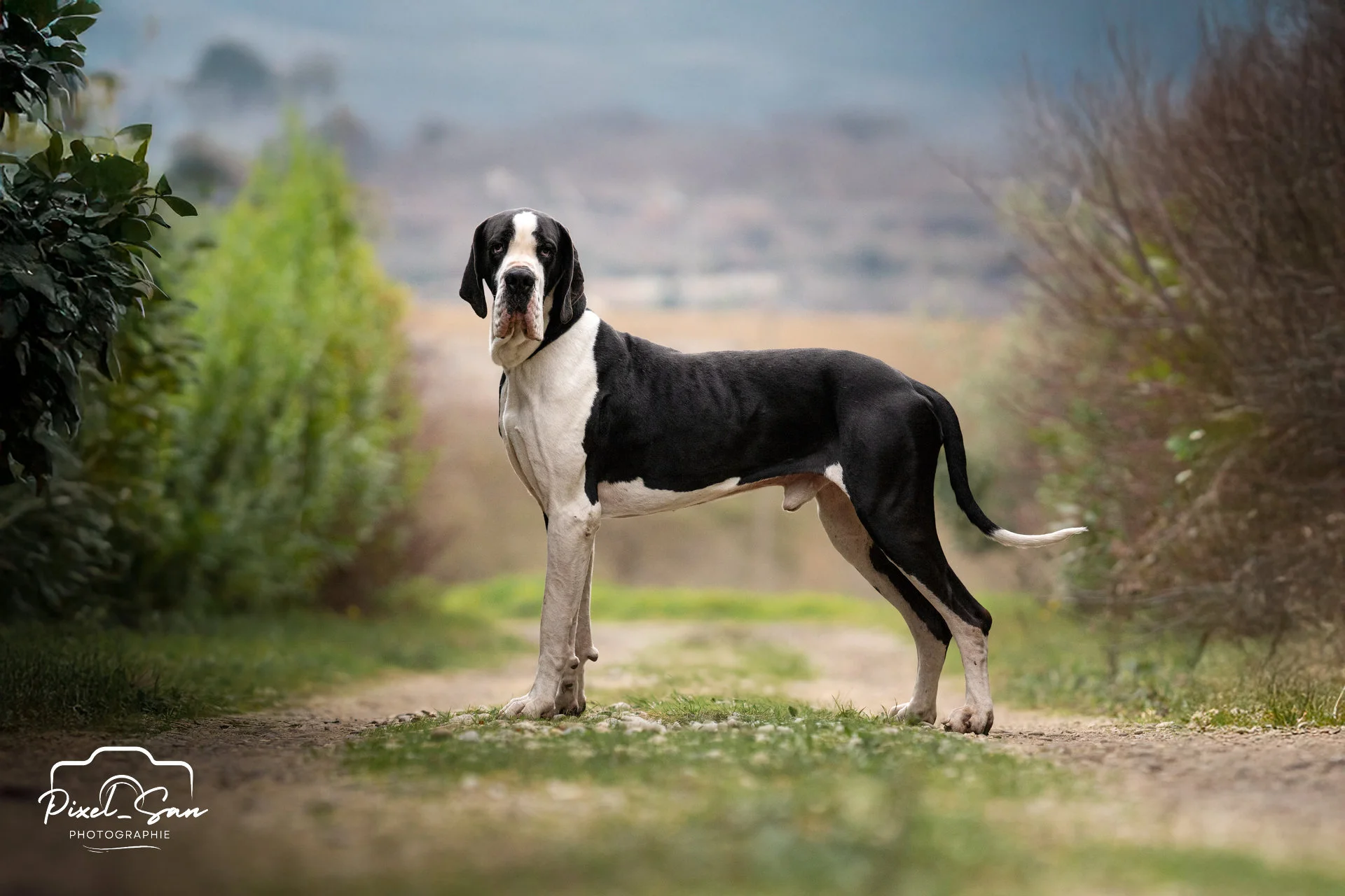 chien de race dogue allemand au milieu d'un chemin dans la drome