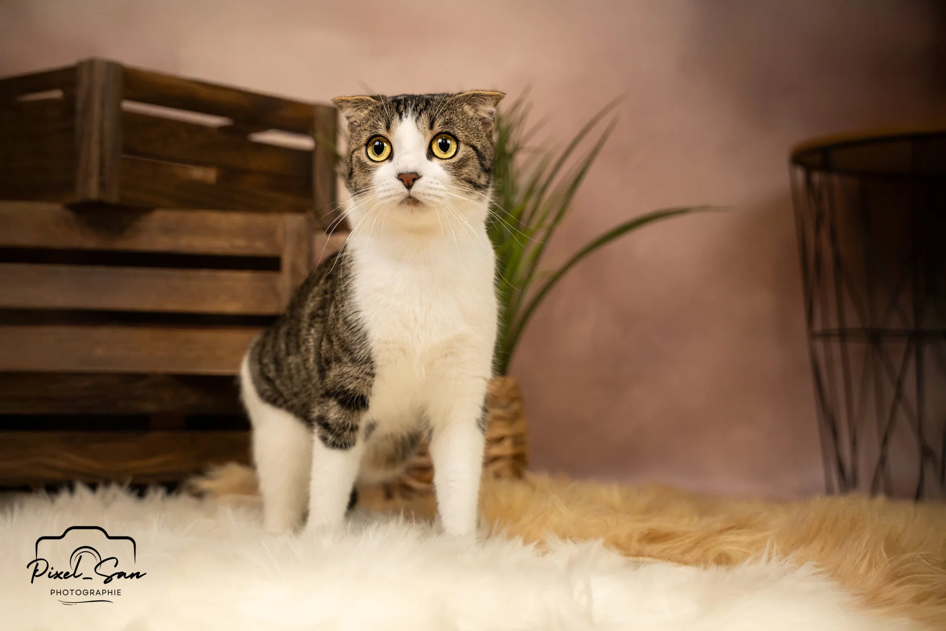 portrait d'un chat en studio photo pour évènement Maxi zoo montélimar