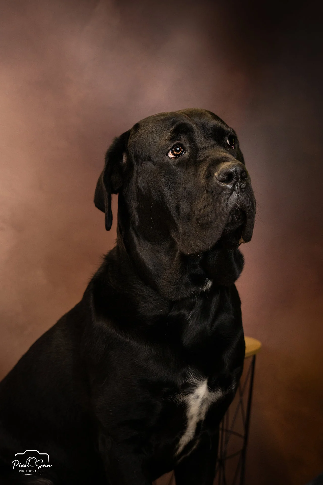 portrait authentique de chien réalisé en studio par PixelSan photographe canin et félin