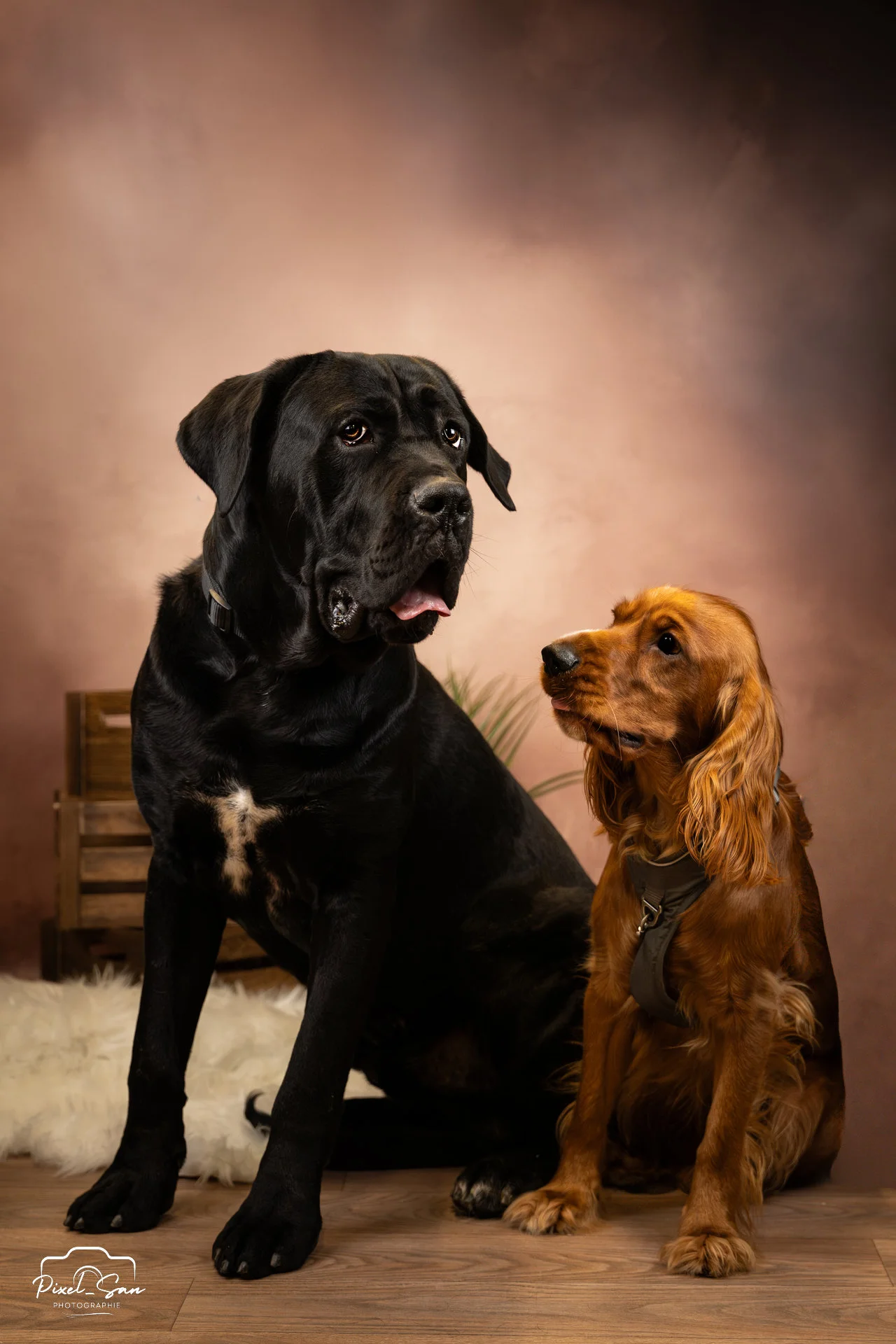 portrait de deux chiens dans studio photo de PixelSan photographe animalier drome et ardeche