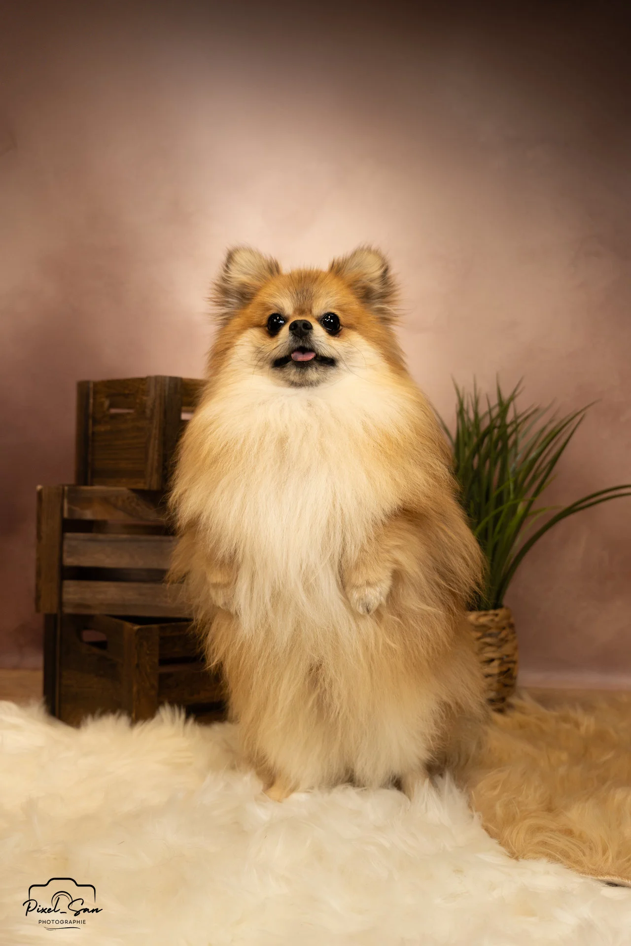 spitz allemand levant la patte en studio photo pour évènement Maxi zoo