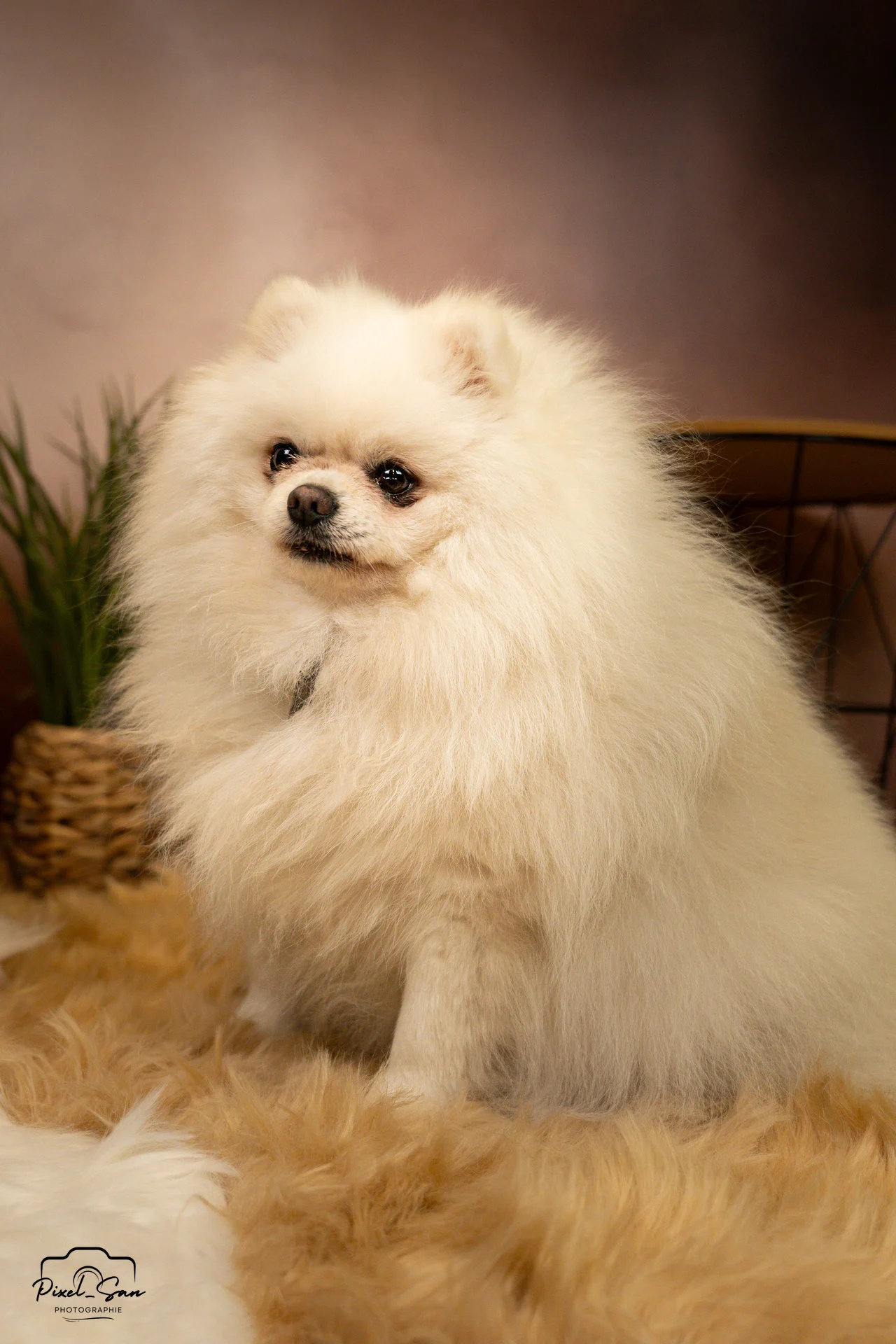 portrait spitz allemand en studio photo pour évènement Maxi zoo