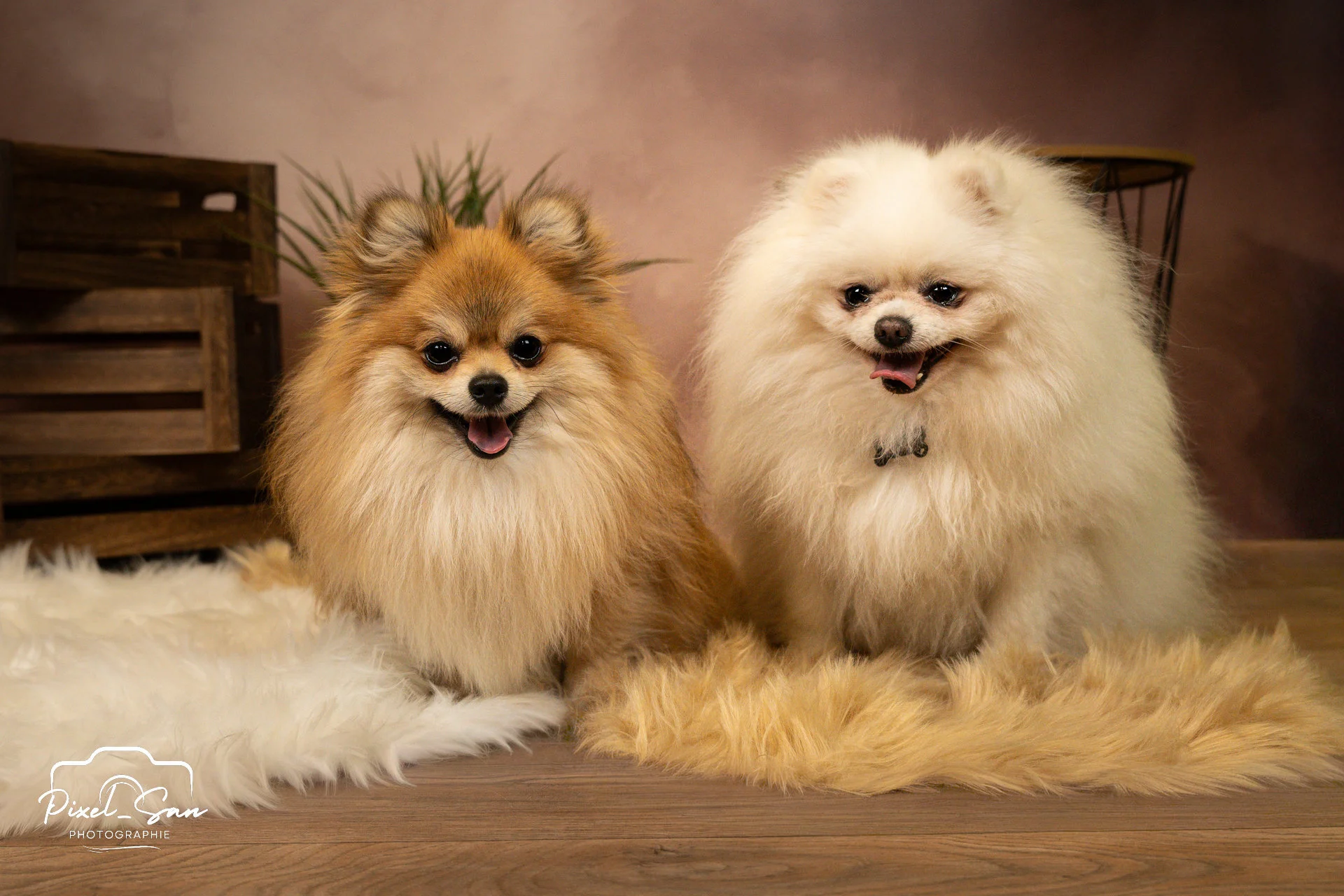 portrait de 2 spitz allemand posant en studio photo pour évènement Maxi zoo
