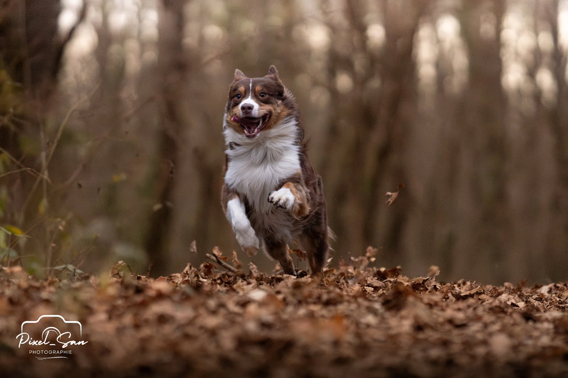 chien dans la foret entrain de courir dans les feuilles en drome