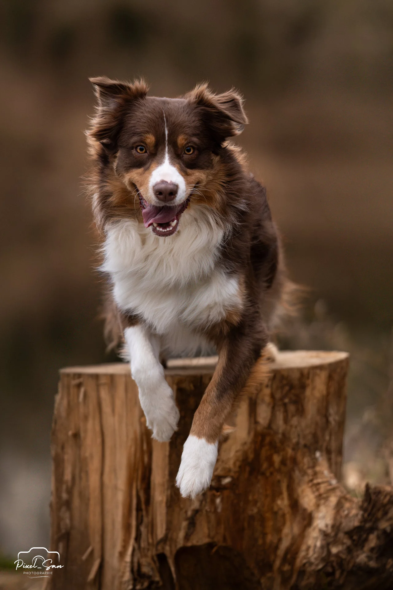 chien descendant d'un tronc d'arbre dans la foret