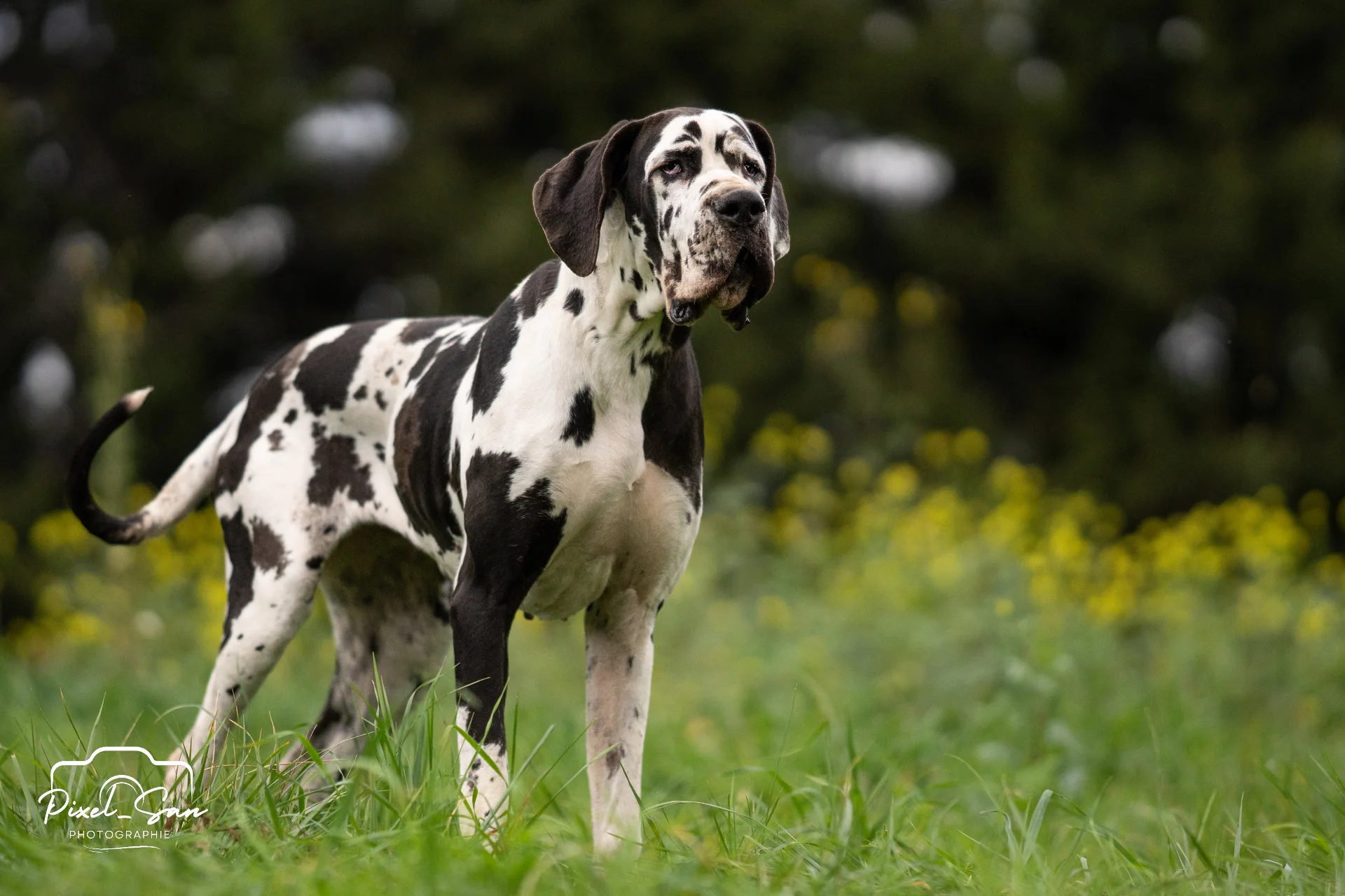 chien de race dogue allemand prenant la pose dans un champs d’herbe