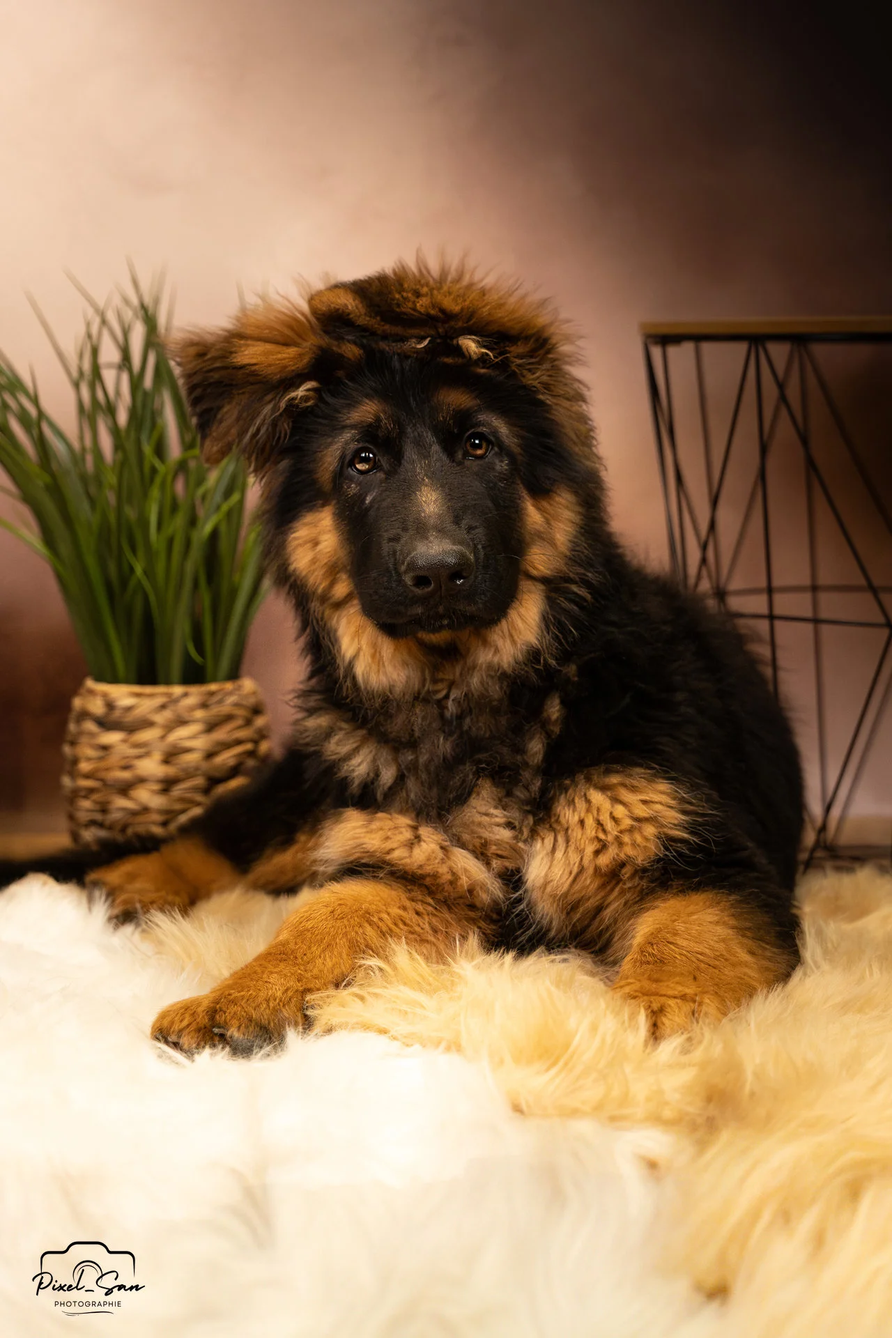 chien berger allemand couché séance photo de PixelSan