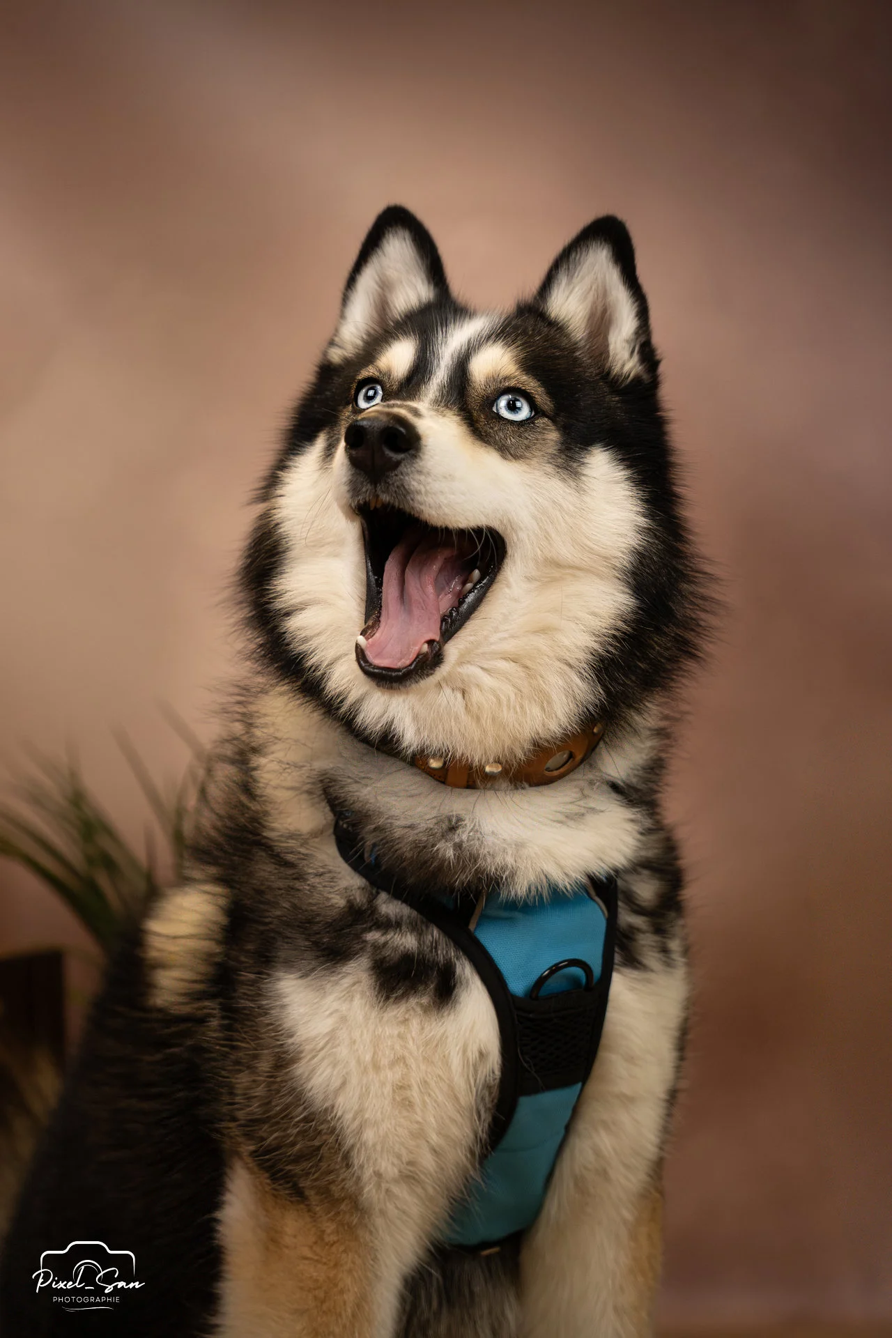 chien de race pomsky assis, regardant en l'air 