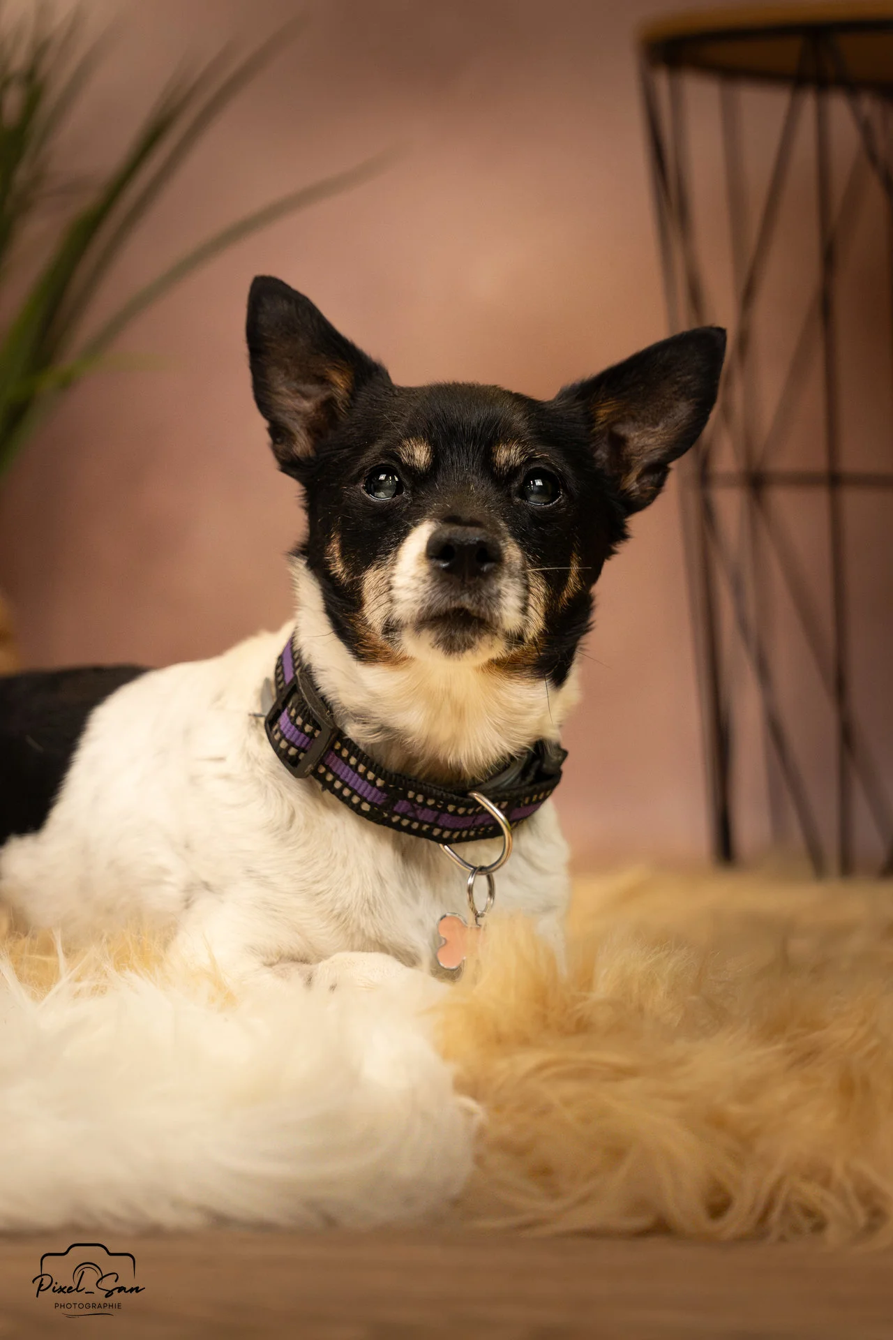 chien couché sur de la fourrure pour une séance photo de PixelSan