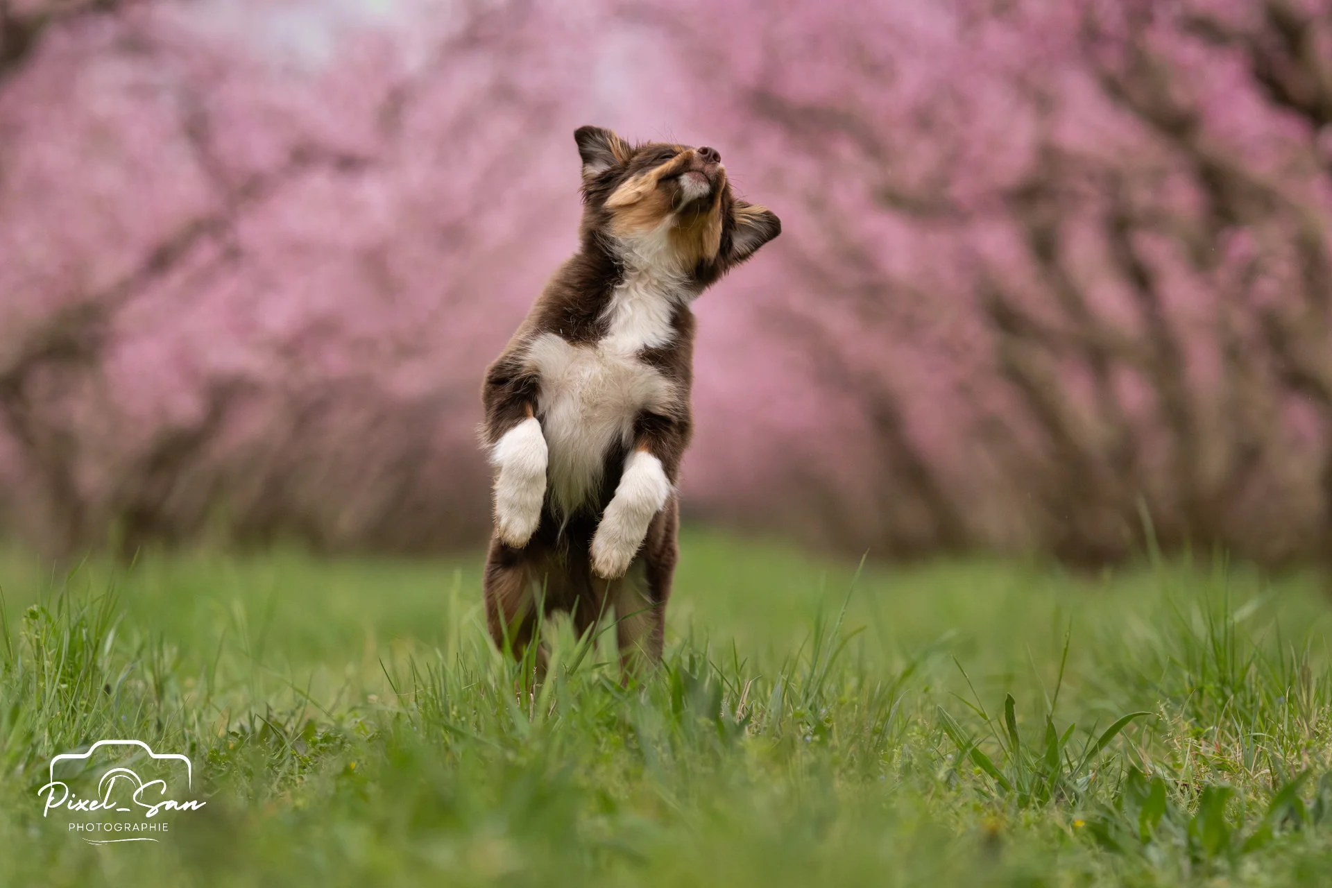 chien en pleine action sur ces pattes arrières dans un champs de pécher par PixelSan - photographe animalier