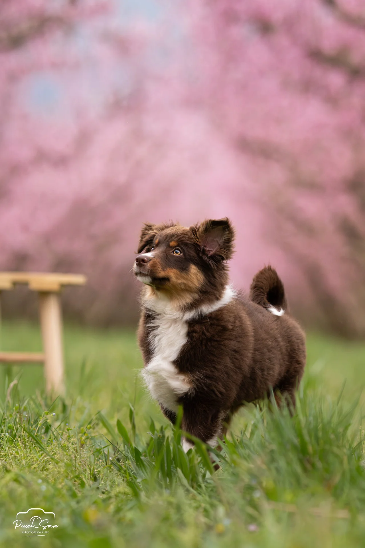 petit chien dans un champs de pécher de la drome par PixelSan- photographe canin et félin