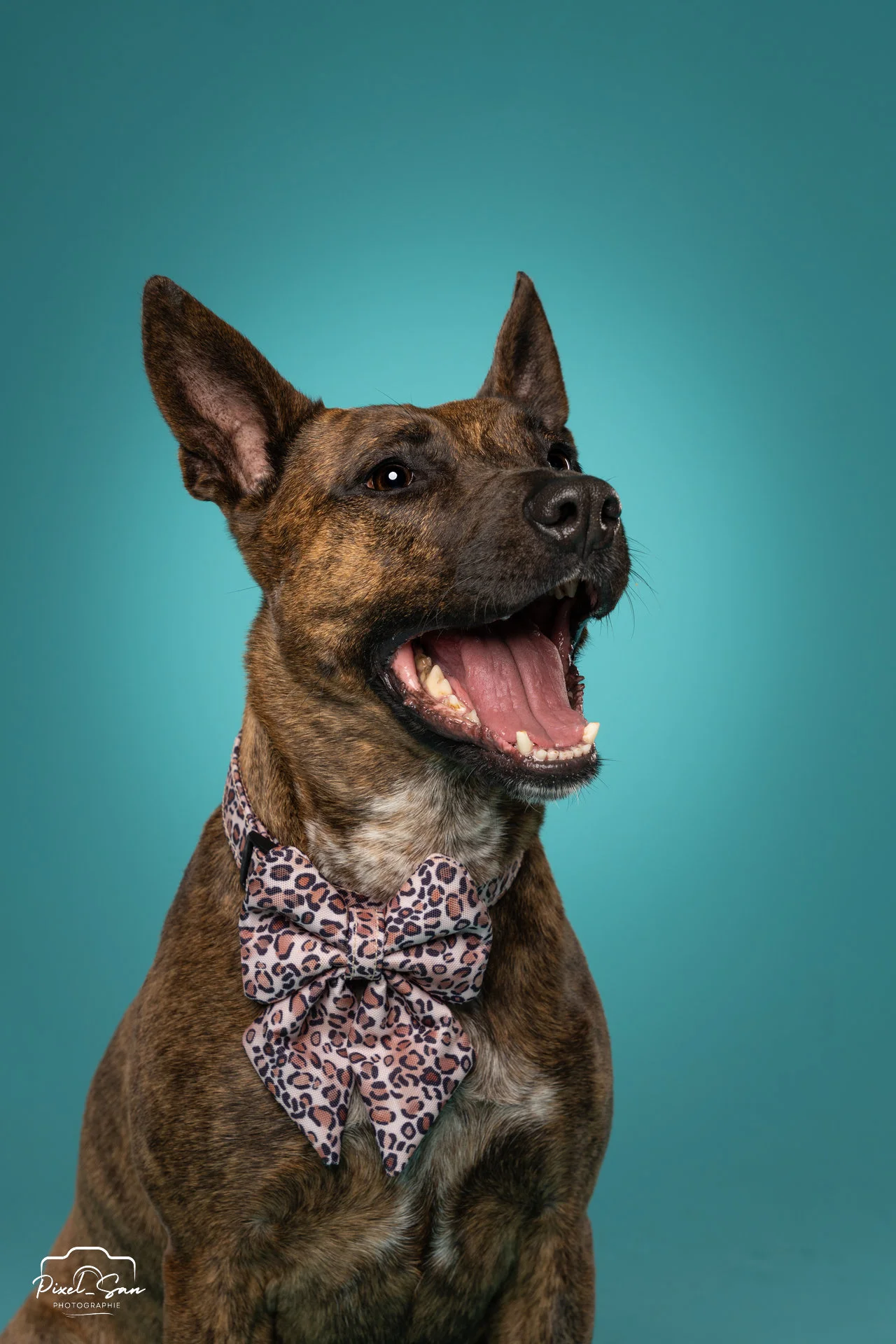portrait de chien en prise studio avec fond de couleur bleu par PixelSan - photographe animalier
