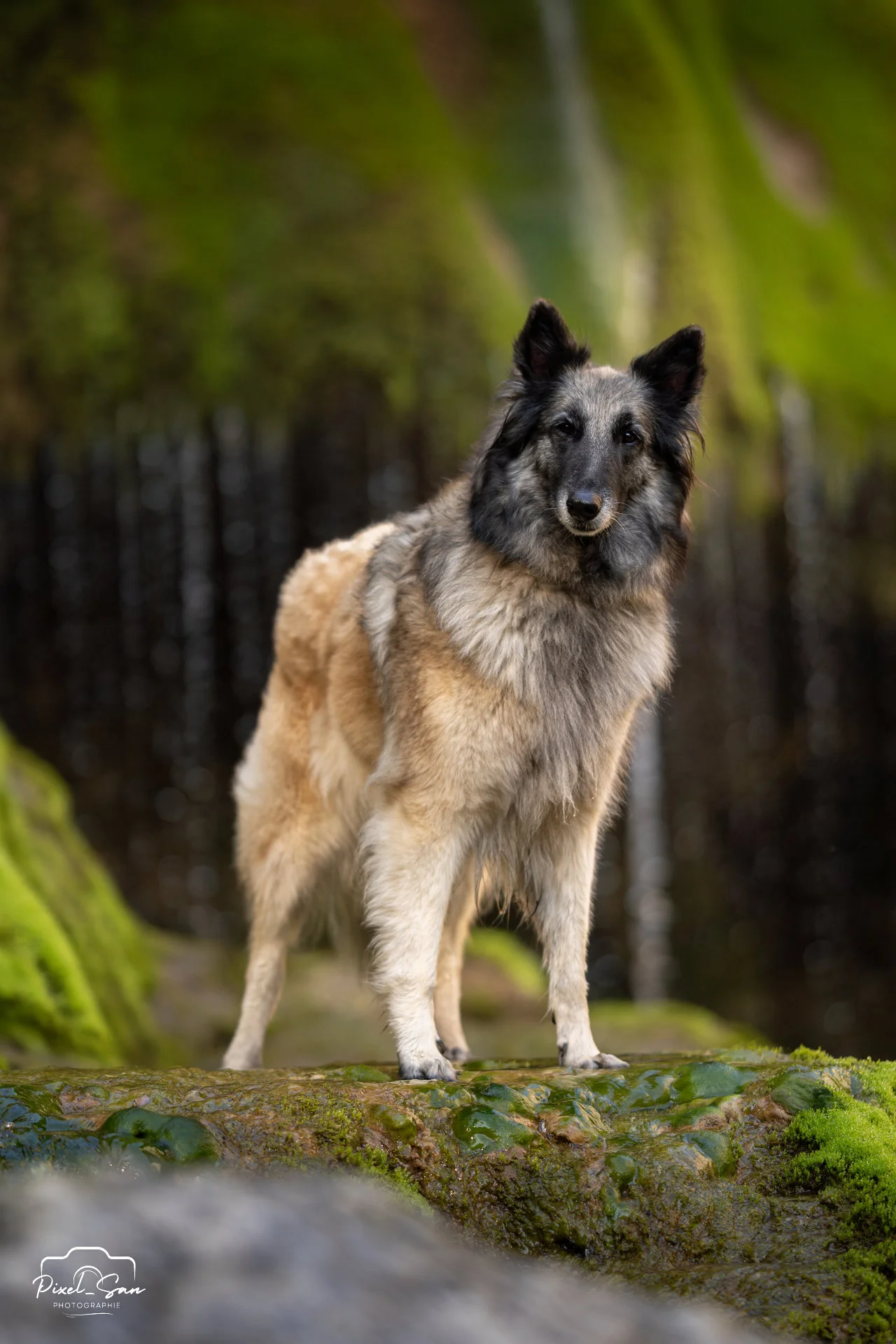 chien posant dans une forêt de la drome par PixelSan - photographe canin