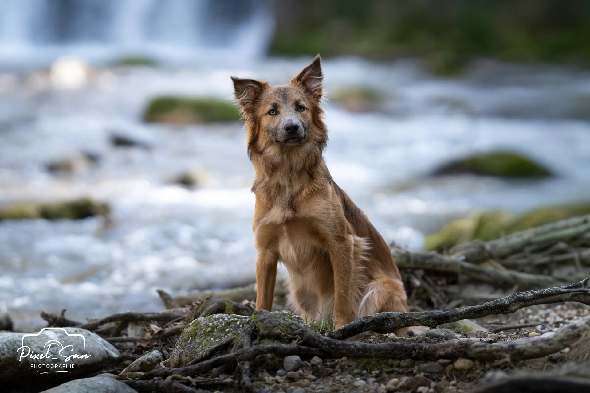chien posant au bord de la cascade blanche dans la Drôme par PixelSan - photographe animalier