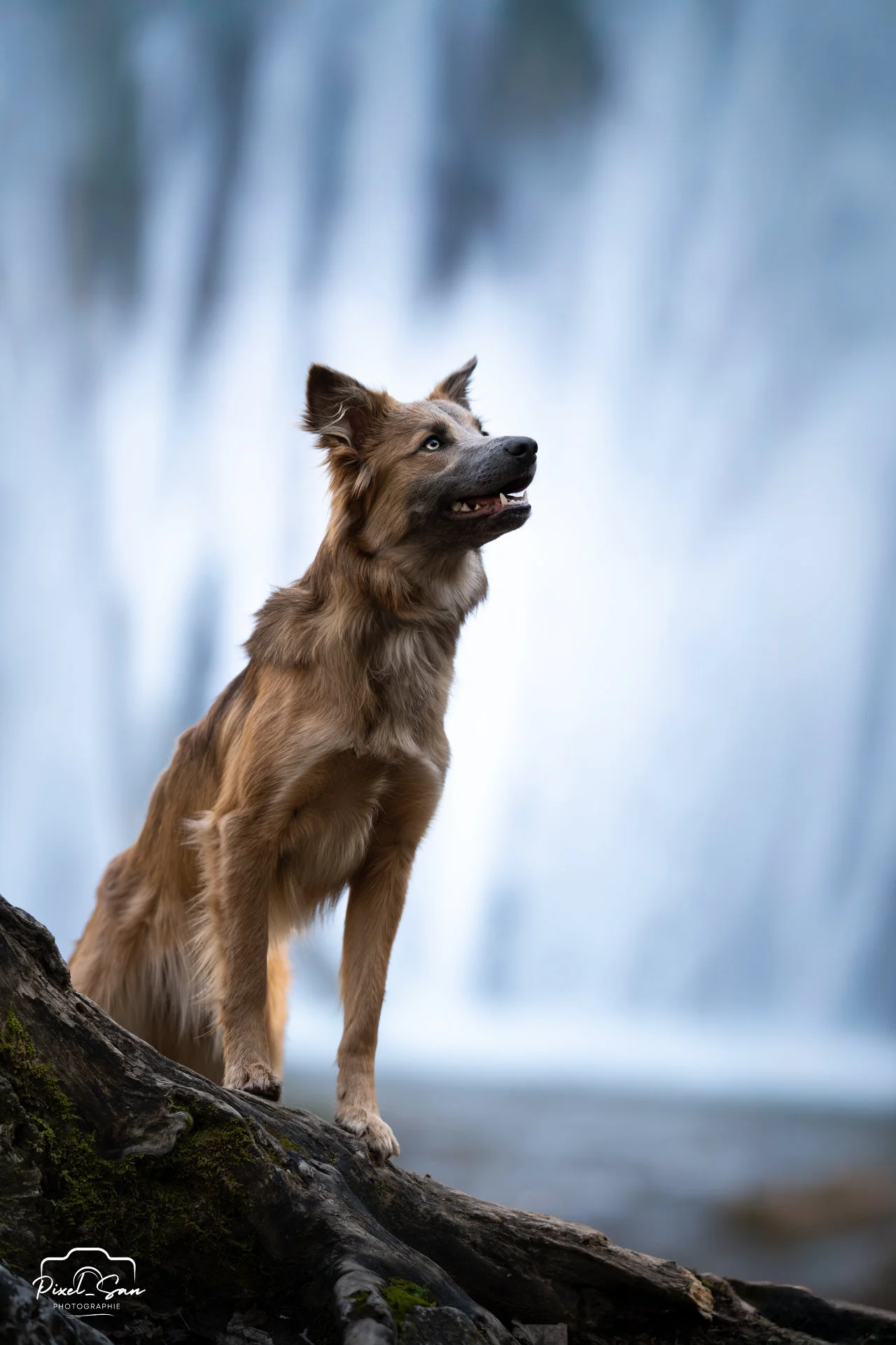 chien devant la cascade blanche située dans la Drôme par PixelSan - photographe animalier