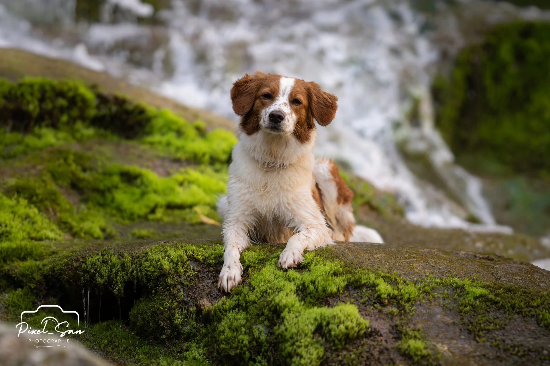 chien couché regardant l'objectif dans la forêt par PixelSan - -photographe canon et félin dans la Drôme et l'Ardèche