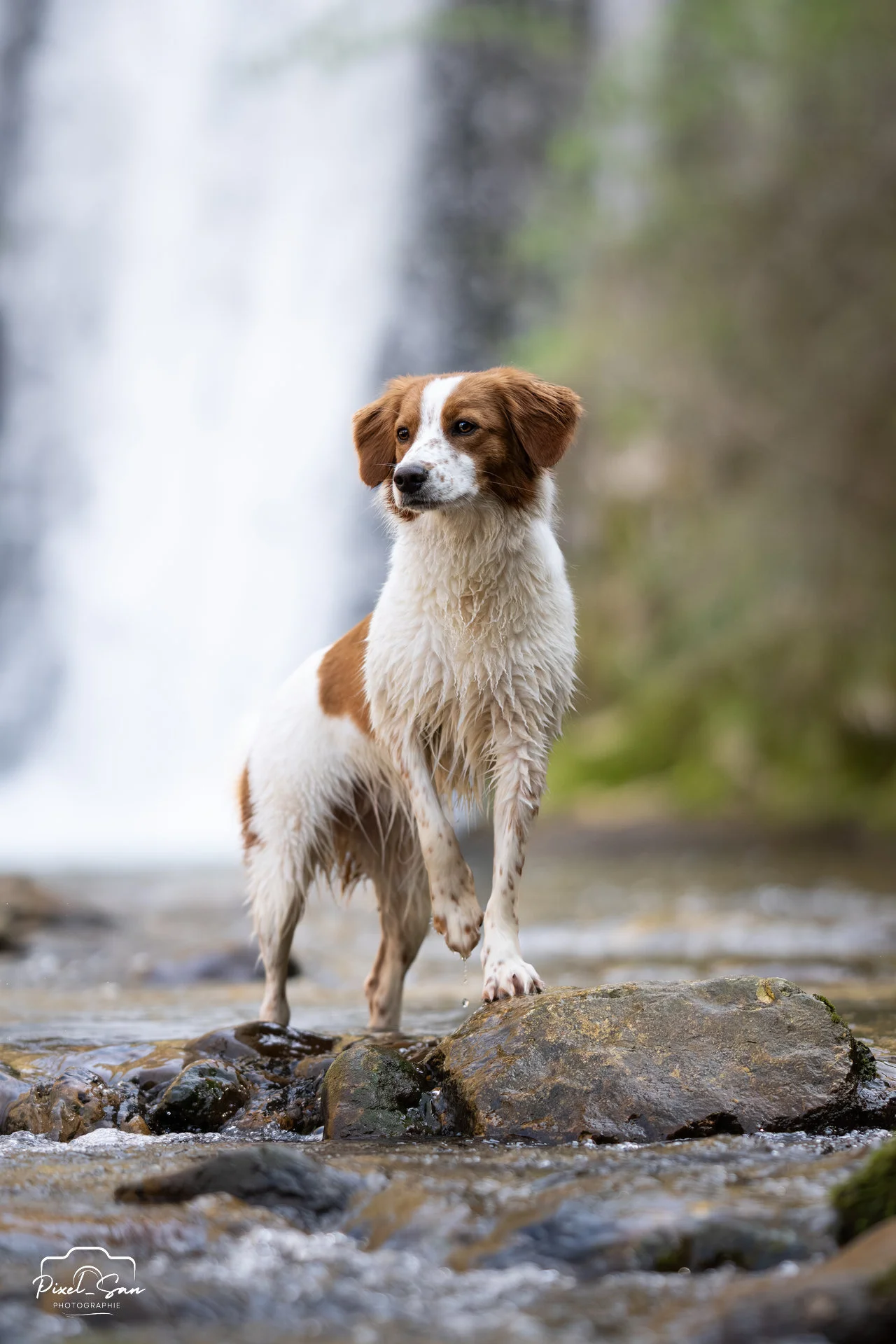 chien posant devant un cascade dans une forêt de la Drôme par PixelSan - photographe animalier