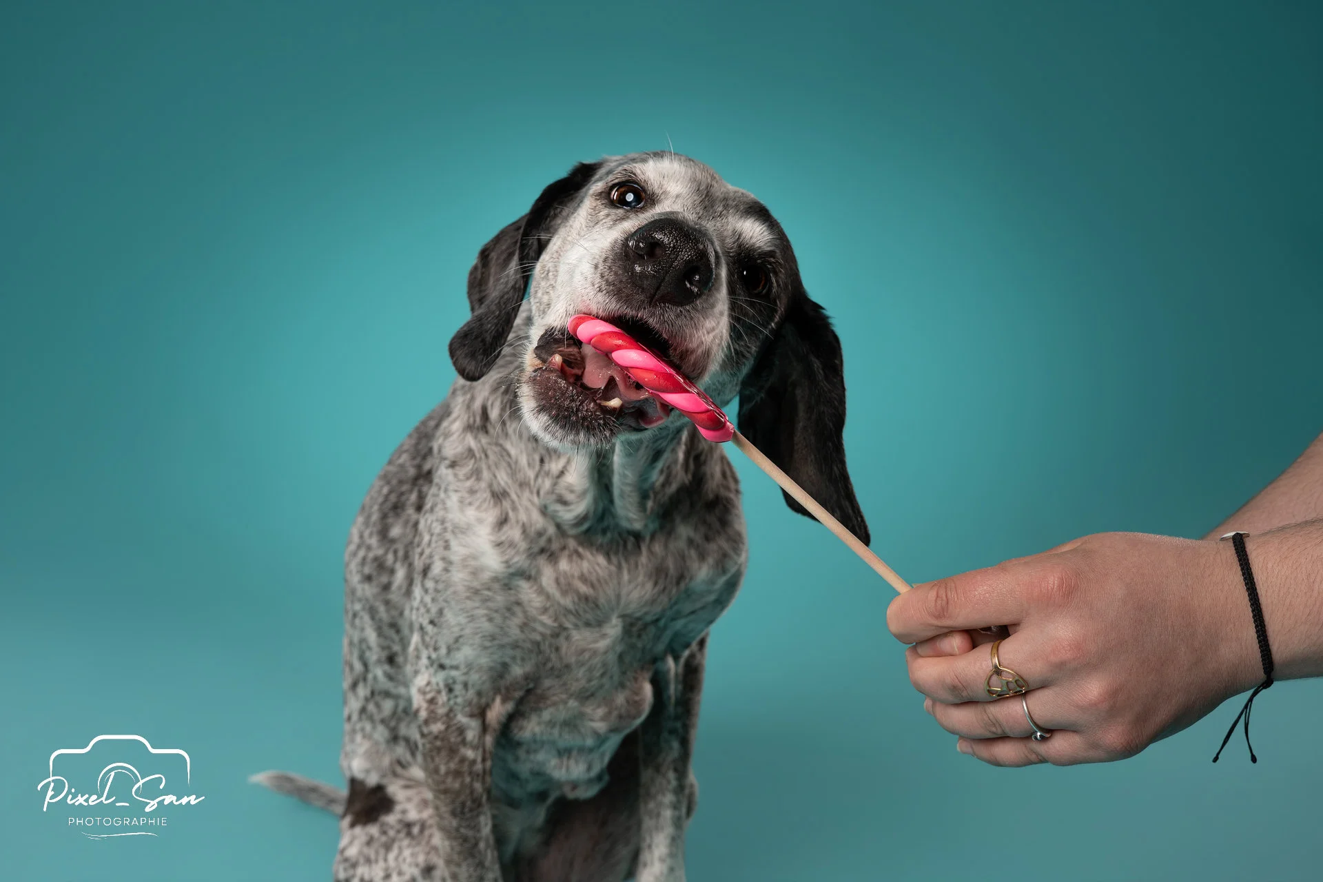 portrait de chien léchant une sucette en studio avec fond de couleur bleu par PixelSan - photographe animalier