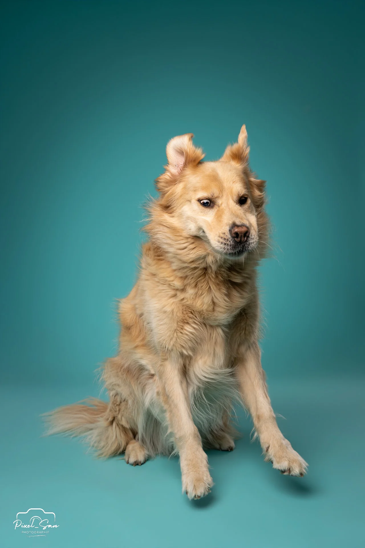 portrait de chien attrapant une croquette en studio avec fond de couleur bleu par PixelSan - photographe animalier