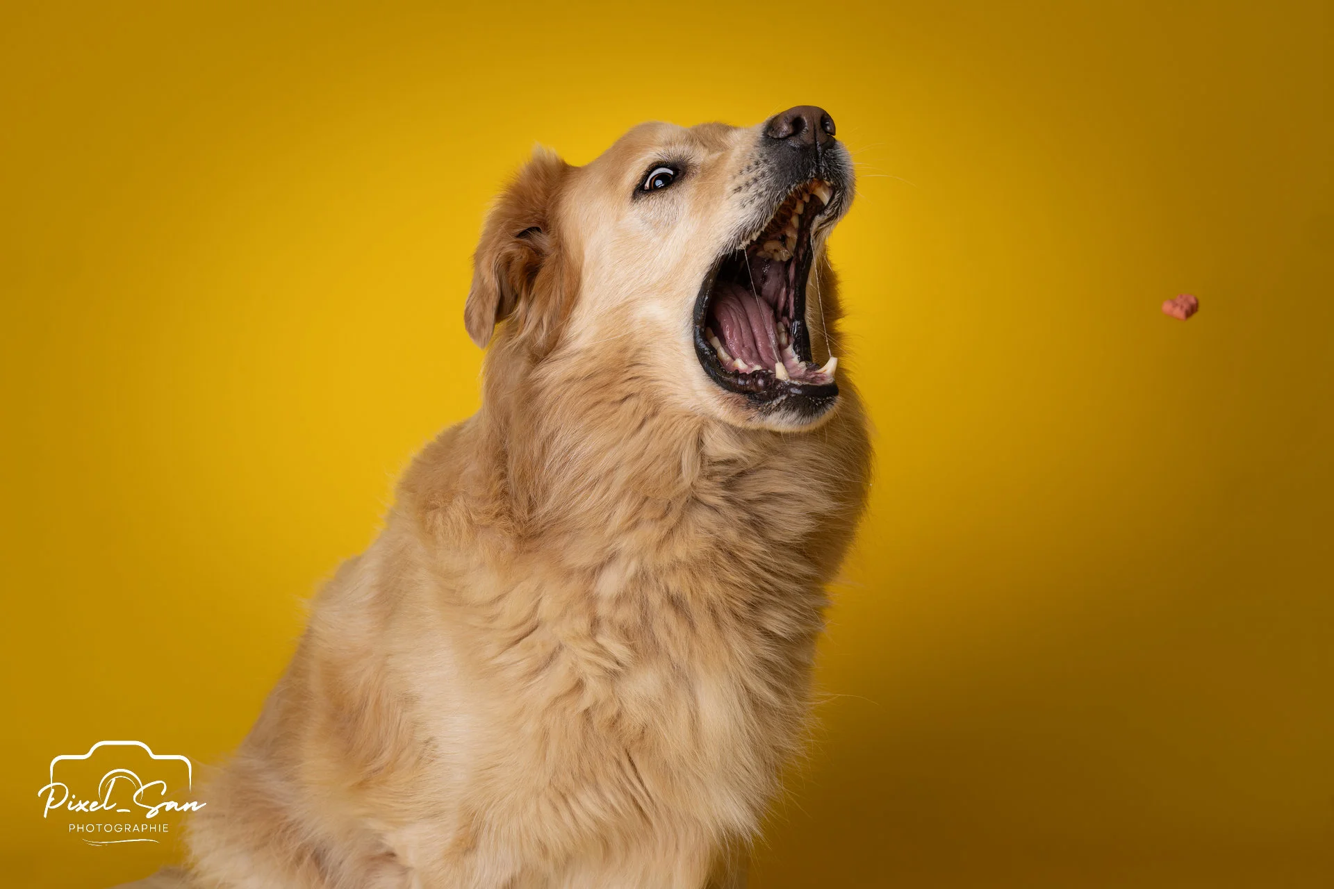 portrait de chien attrapant une croquette en studio avec fond de couleur jaune par PixelSan - photographe animalier