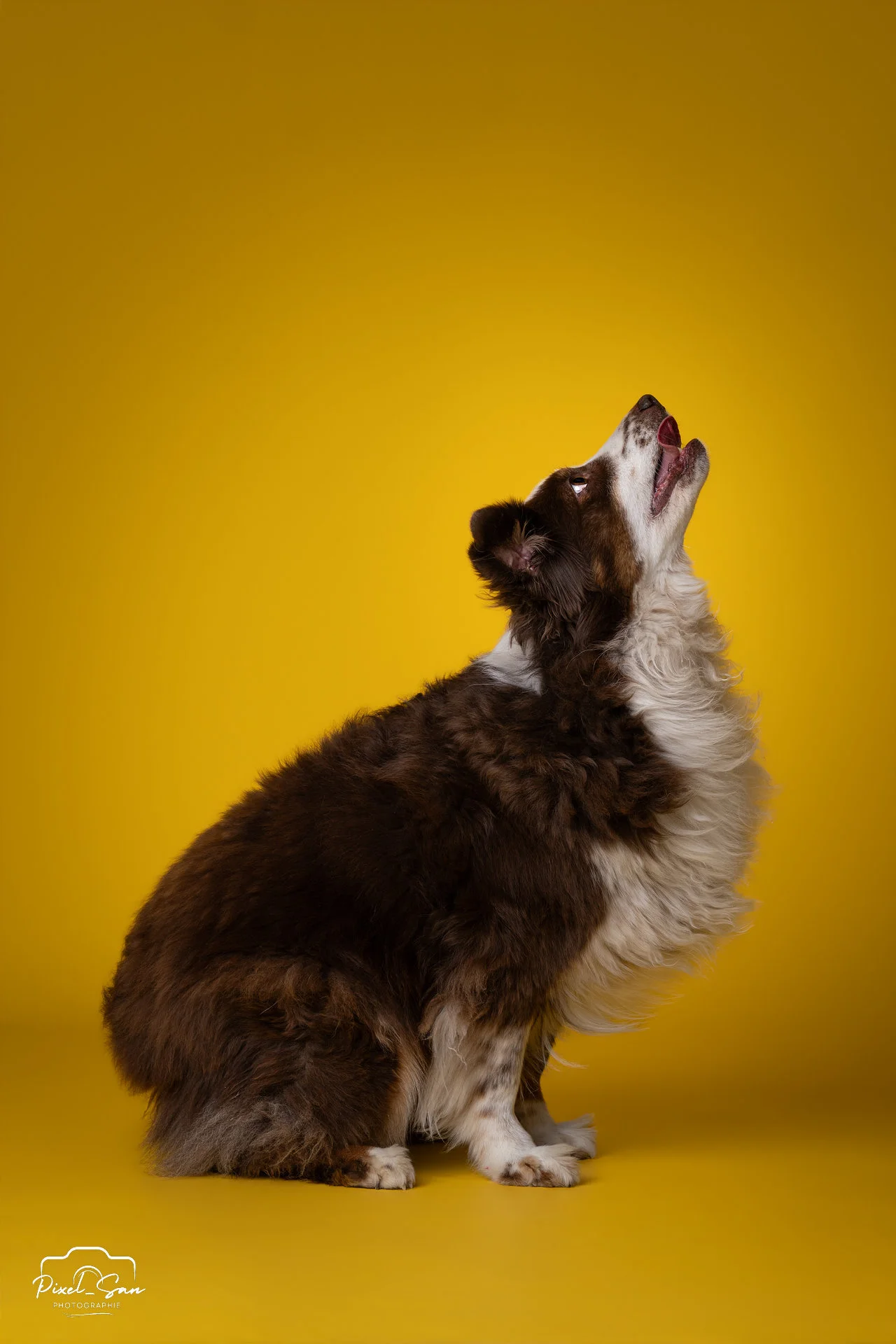 portrait de chien en studio avec fond de couleur jaune par PixelSan - photographe animalier