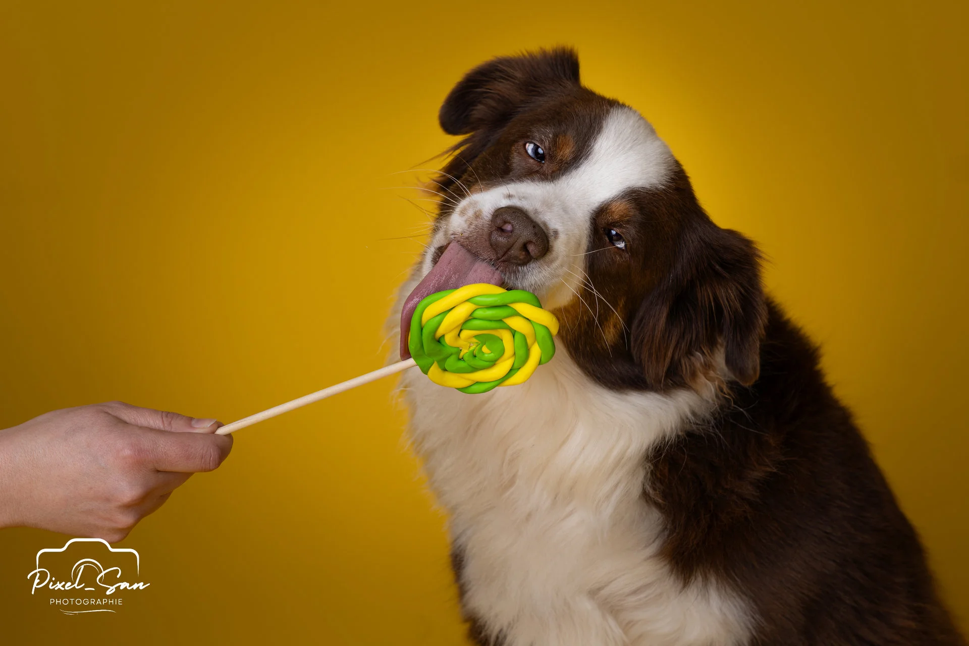 portrait de chien léchant une sucette en studio avec fond de couleur jaune par PixelSan - photographe animalier