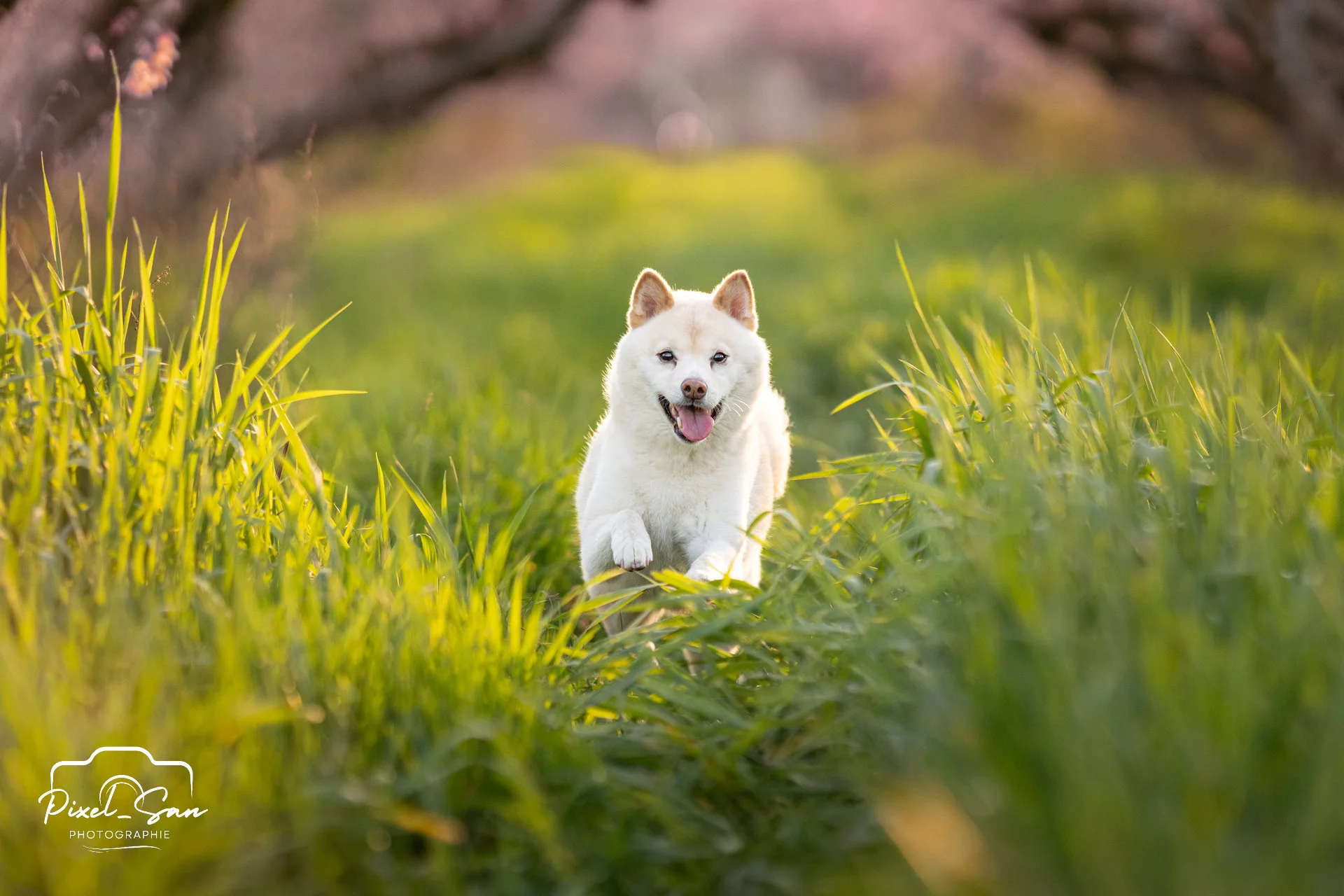 chien courant dans l'herbe entre les pêchers par PixelSan - photographe canin et félin
