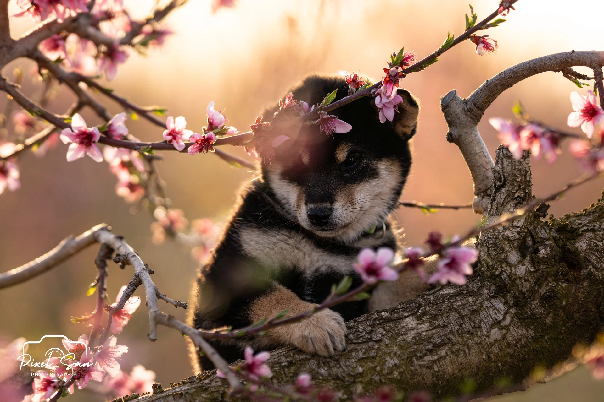 petit chien sur un pêcher par PixelSan- photographe animalier en Drôme et Ardèche