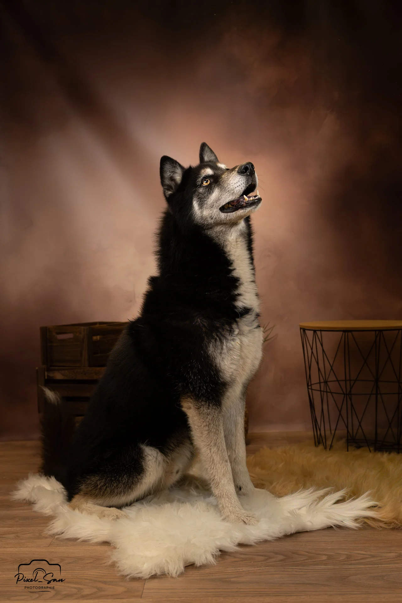 Chien prenant la pose en regardant en l'air dans studio photo par PixelSan photographe animalier