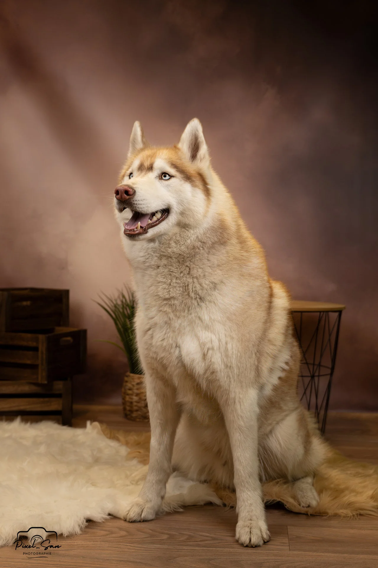 Portrait de chien dans studio photo par PixelSan photographe animalier