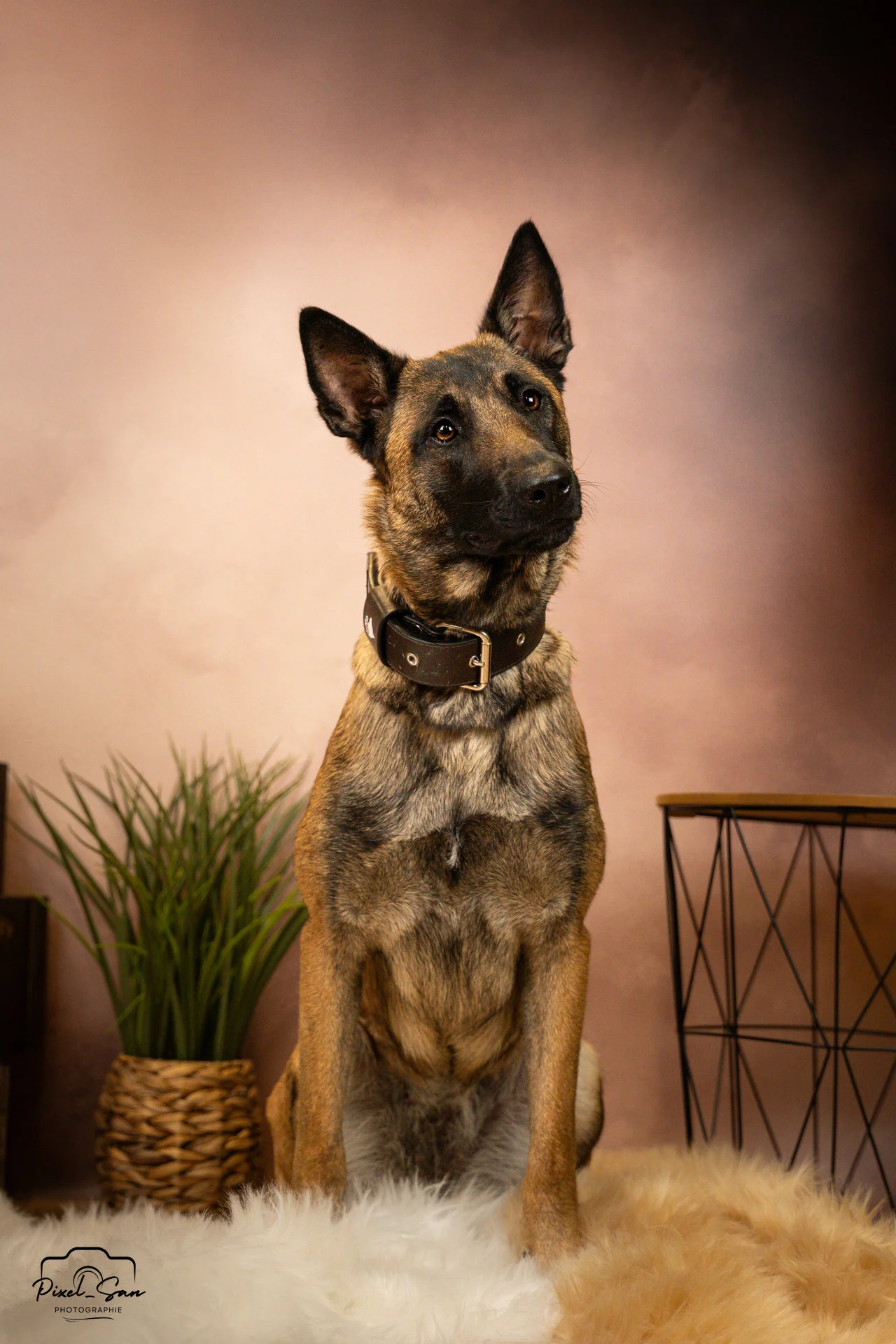 chien avec un air pensif prenant la pose en studio photo pour PixelSan photographe canin Drôme