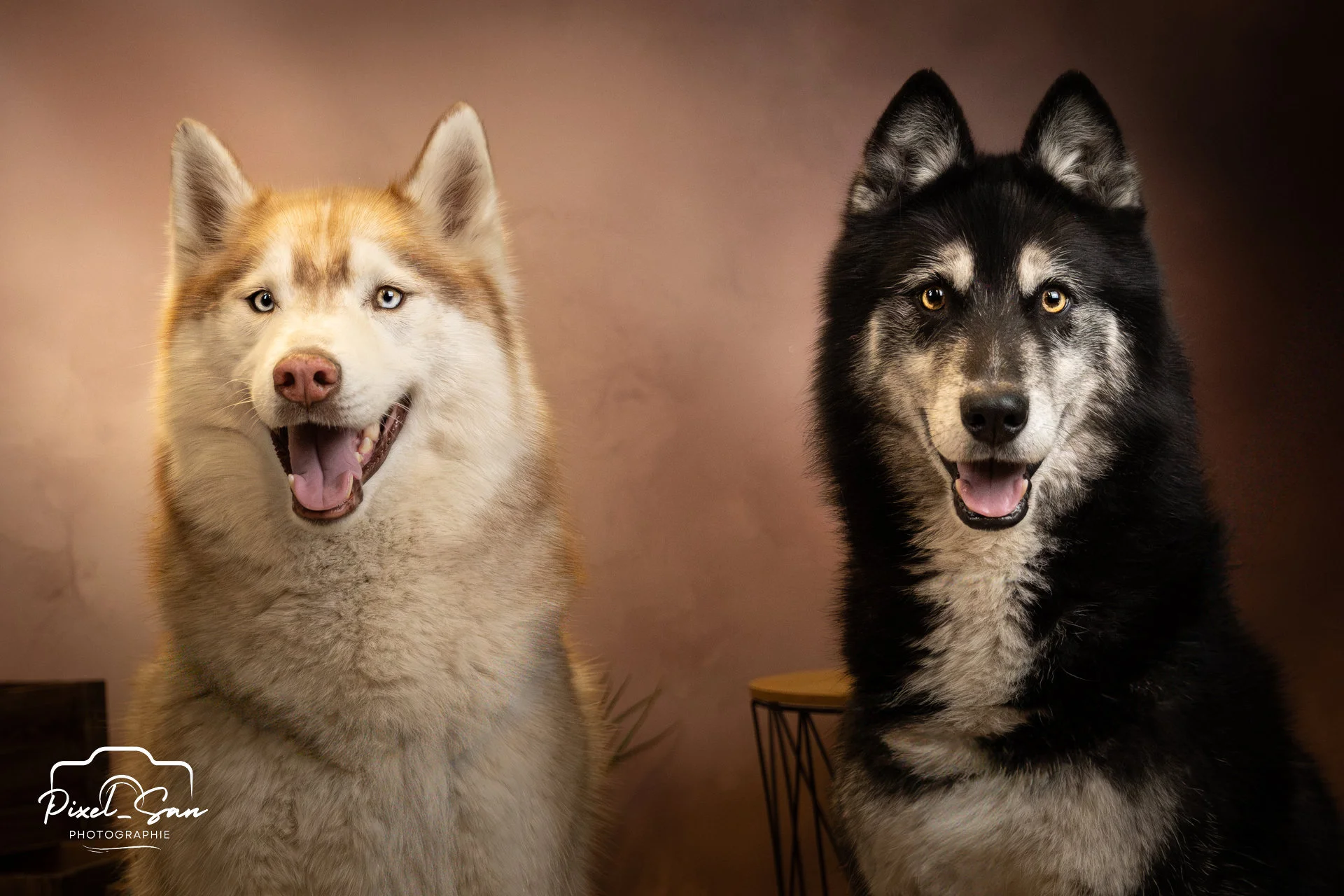 evenement-shooting-studio-maxizoo-deux-chiens-pixelsan-photographe-drome