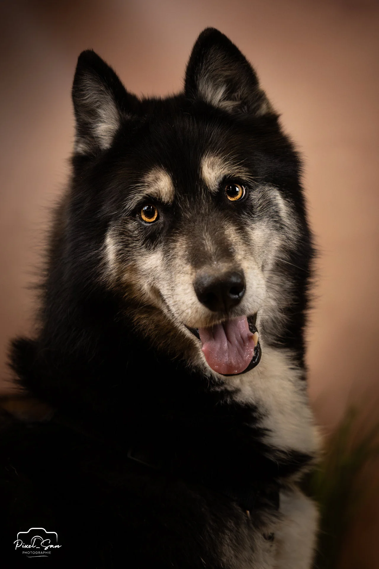 evenement-shooting-studio-portrait-maxizoo-chiens-pixelsan-photographe-drome