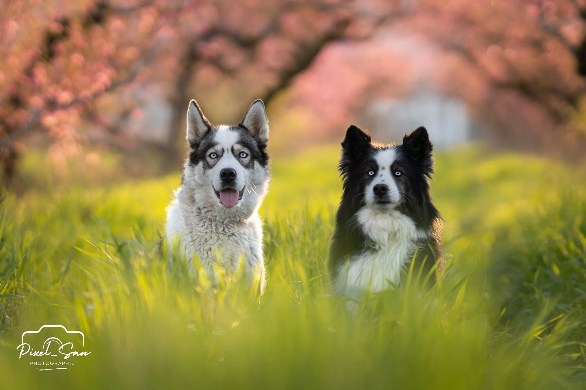 deux chiens posant dans un champs de pêcher de la drome par PixelSan - photographe animalier