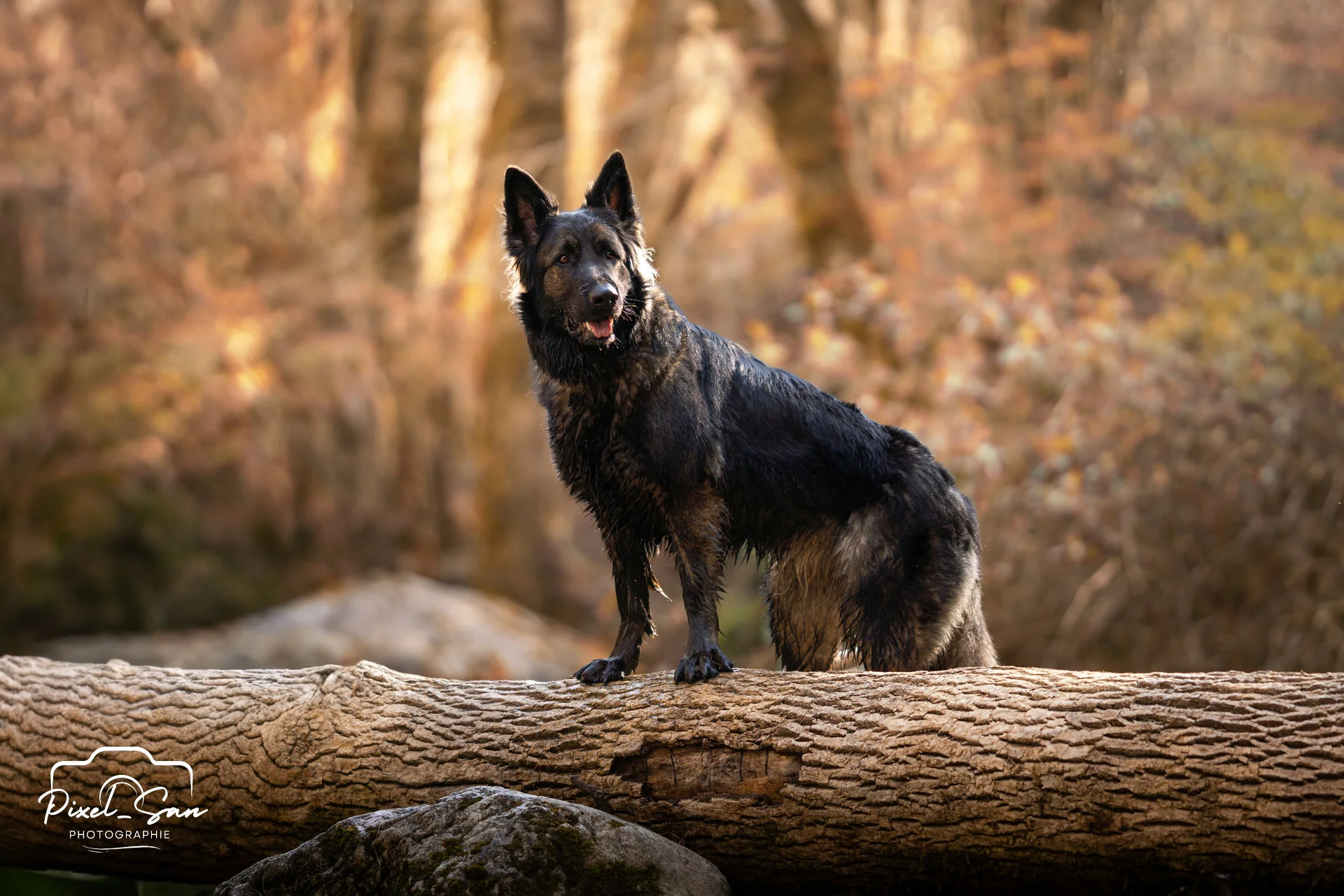 chien dans la foret debout sur un tronc d'arbre par PixelSan - photographe animalier
