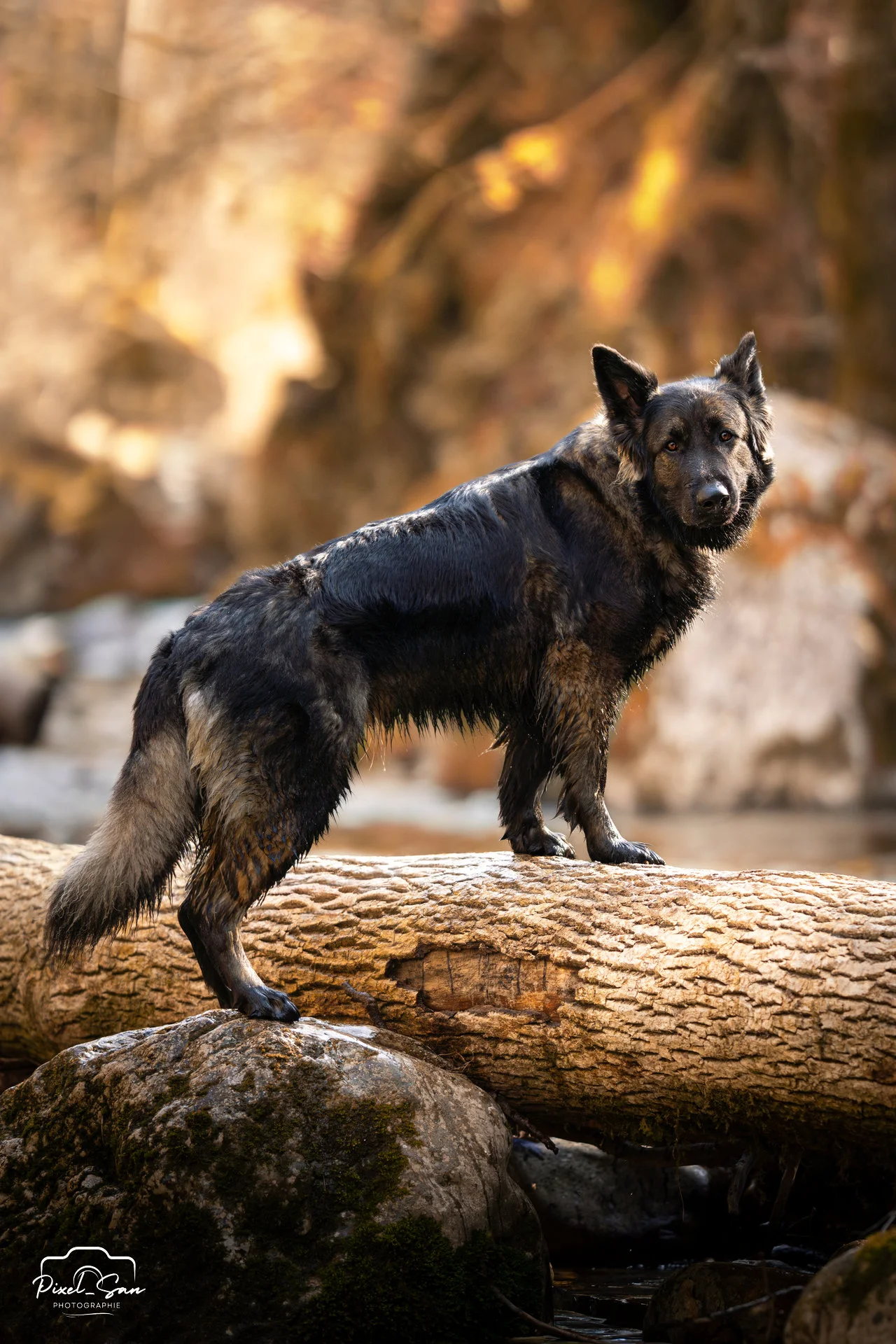 chien dans la foret debout sur un tronc d'arbre regardant l'objectif par PixelSan - photographe animalier